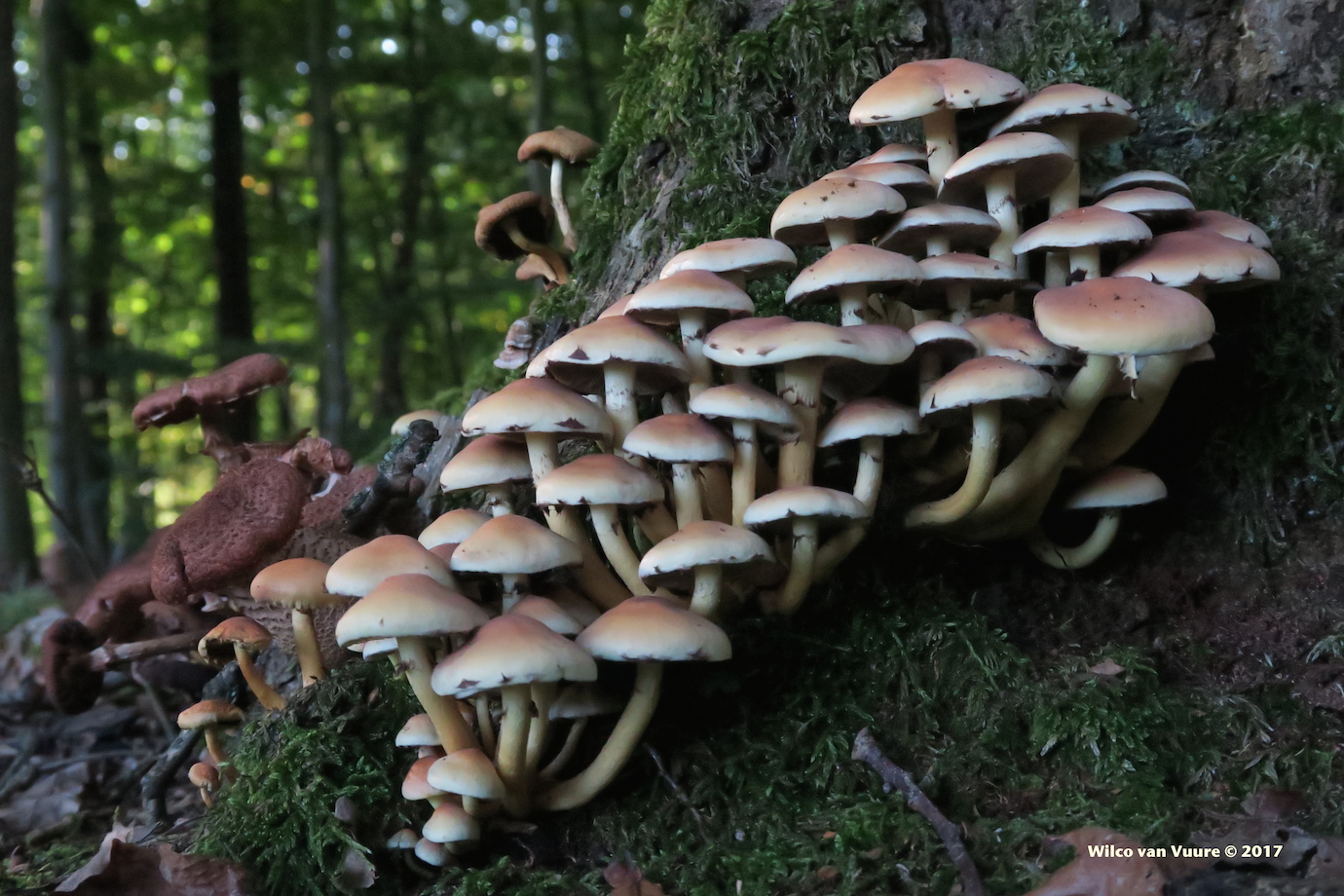 herfst-paddestoelen-immens-miniatuur-bouwwerk