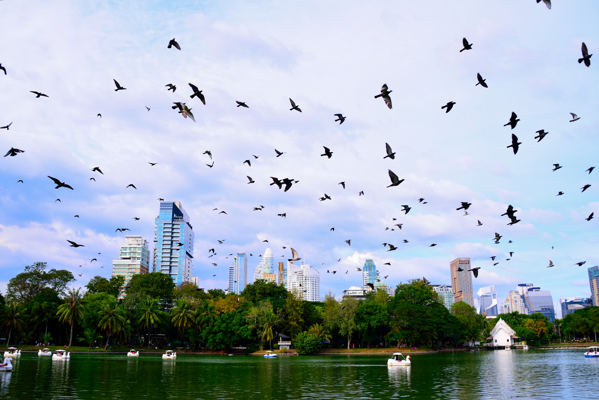 bangkok-flock
