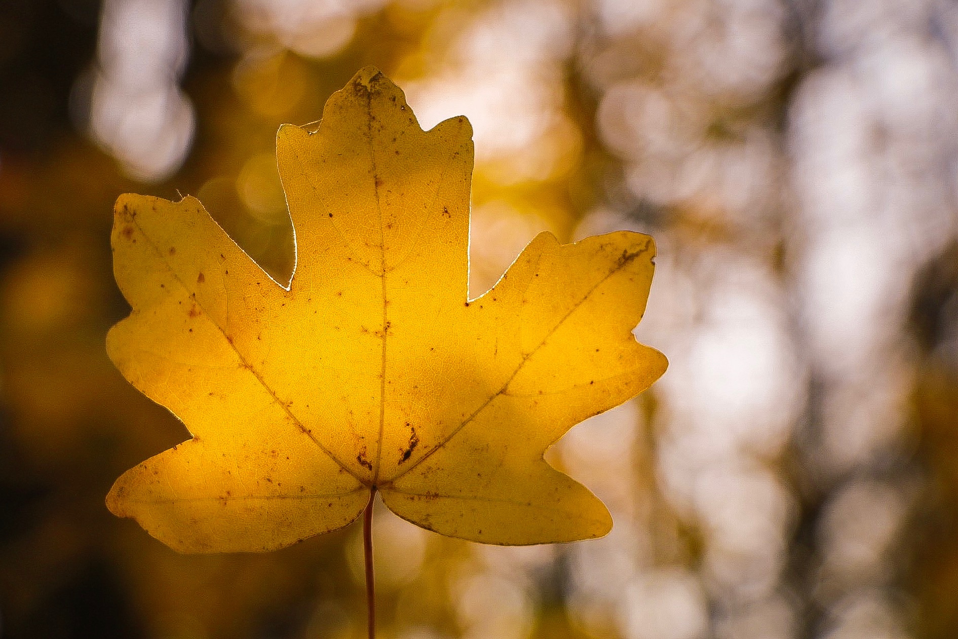 feel-the-sun-throug-my-veins