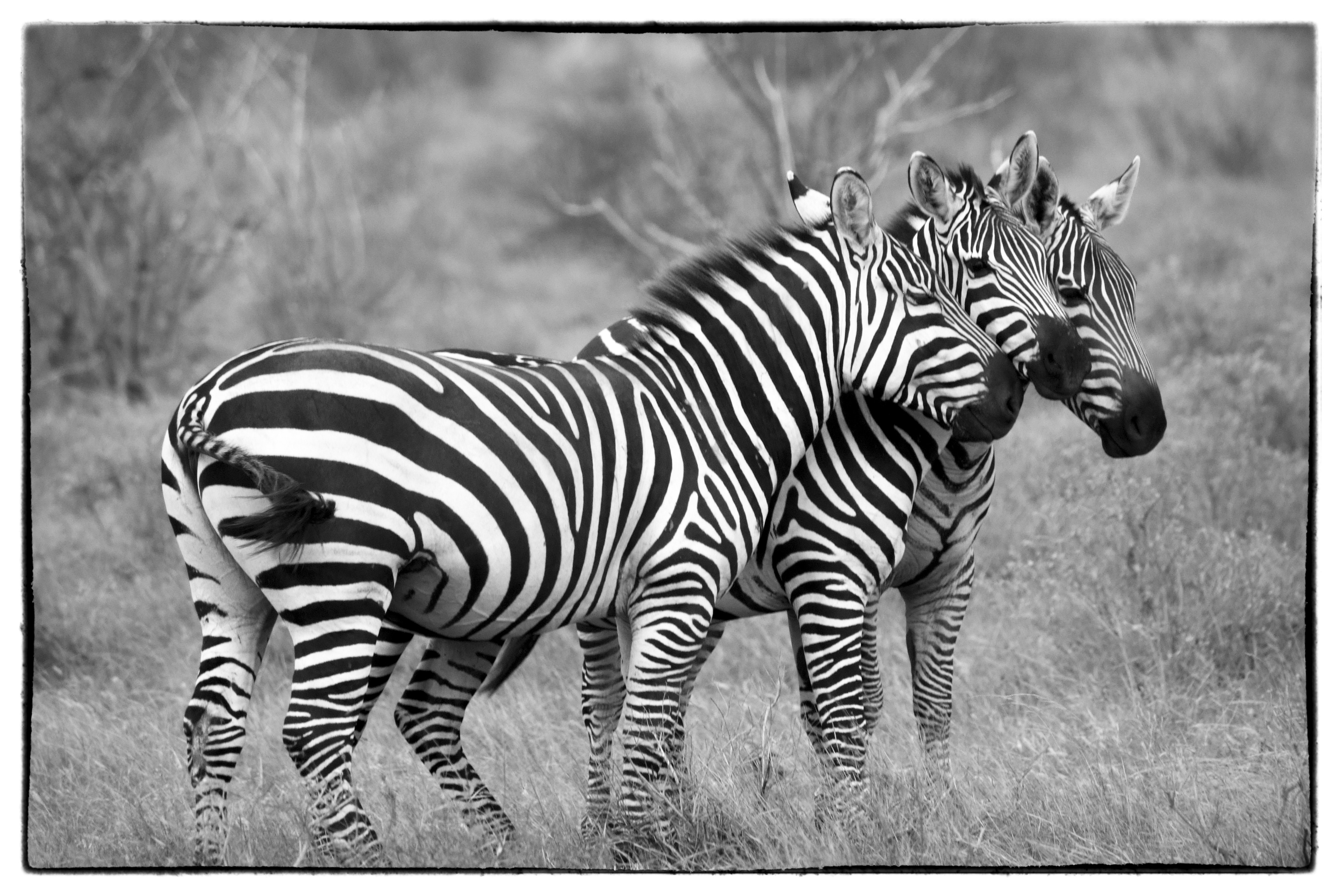 zebragroep-in-kenia