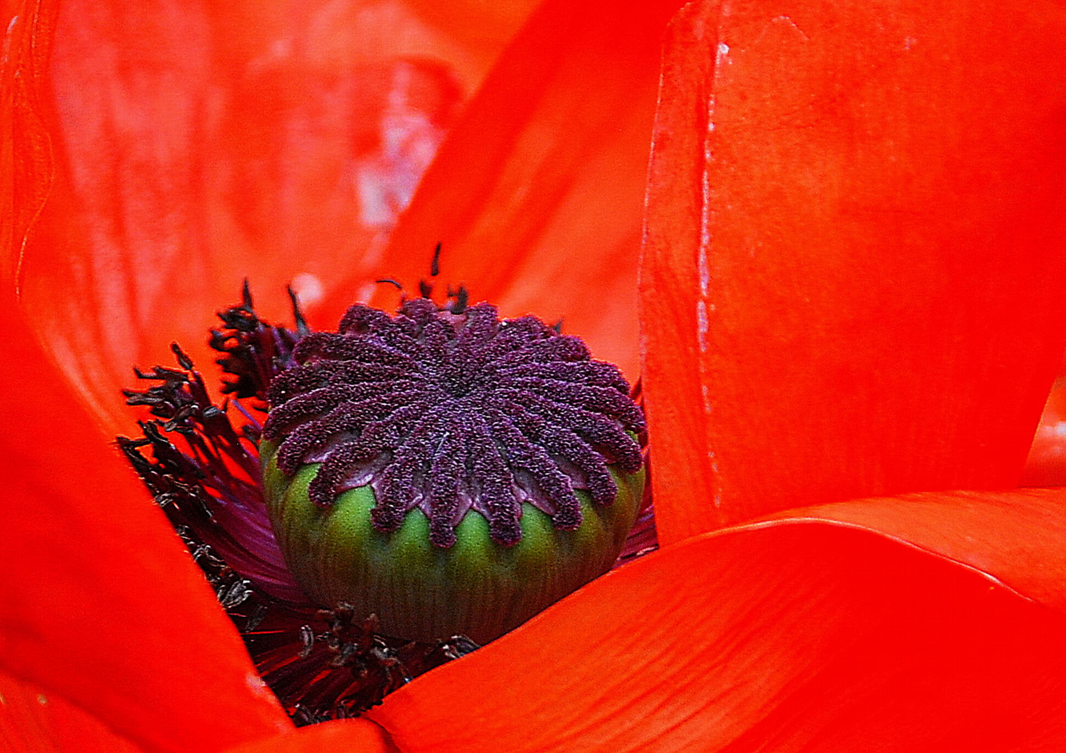 papaver-6