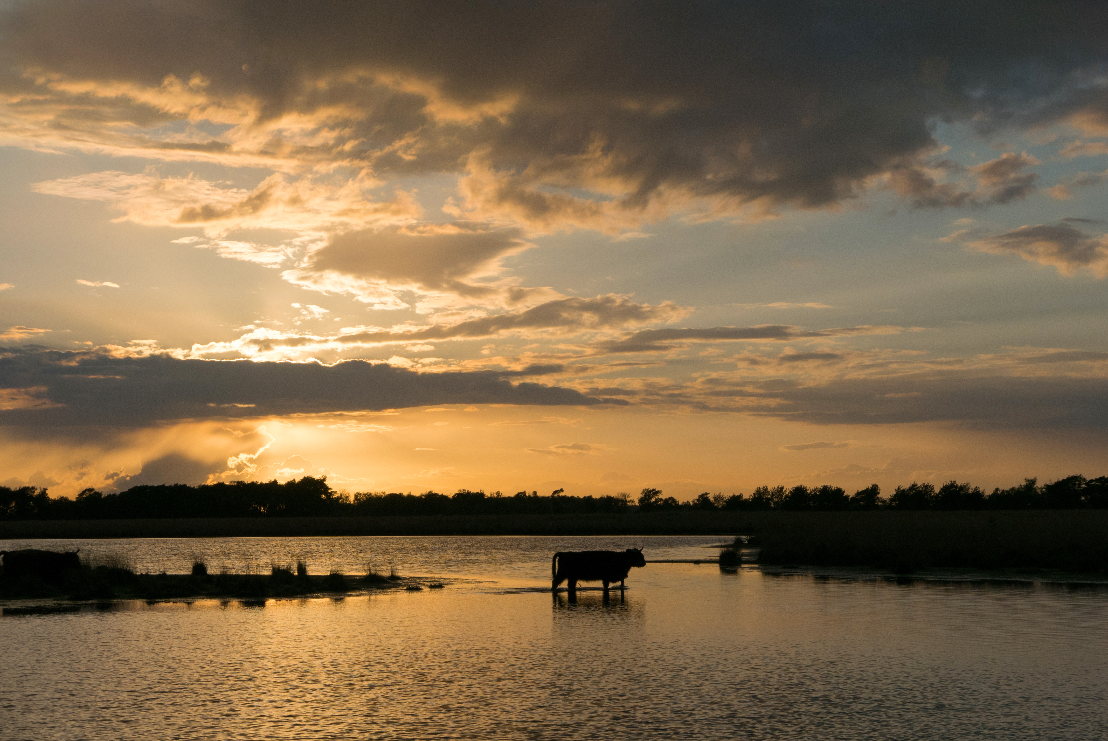 hooglander-in-strabrechtse-heide