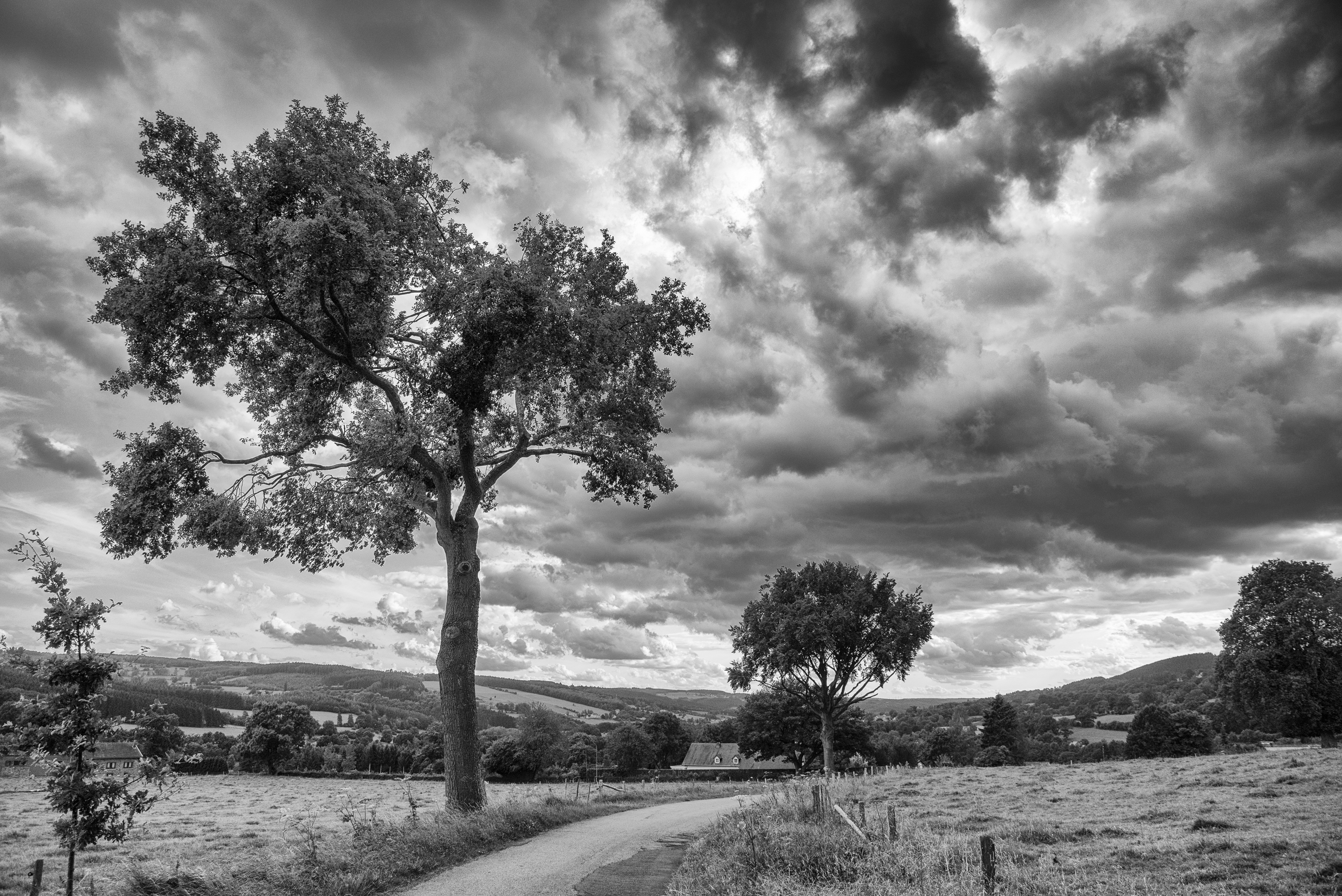 boom-tegen-donkere-wolkenluchten-in-ardennen
