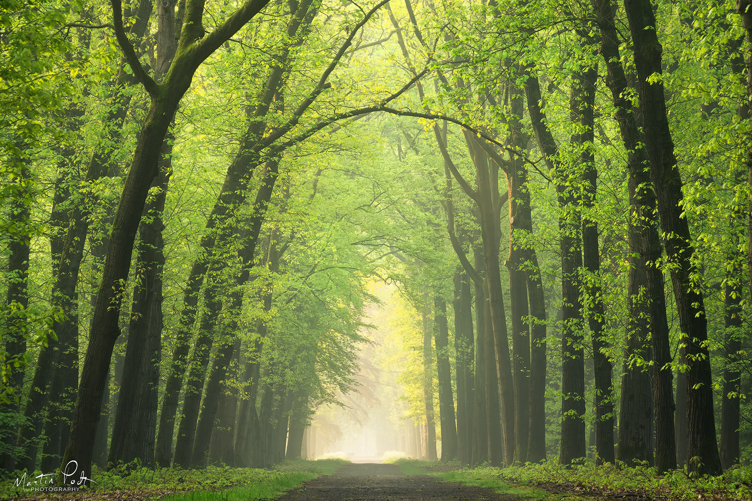 fresh-green-lane