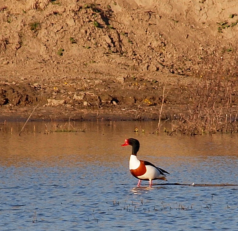 lente-op-zoek-naar-een-partner