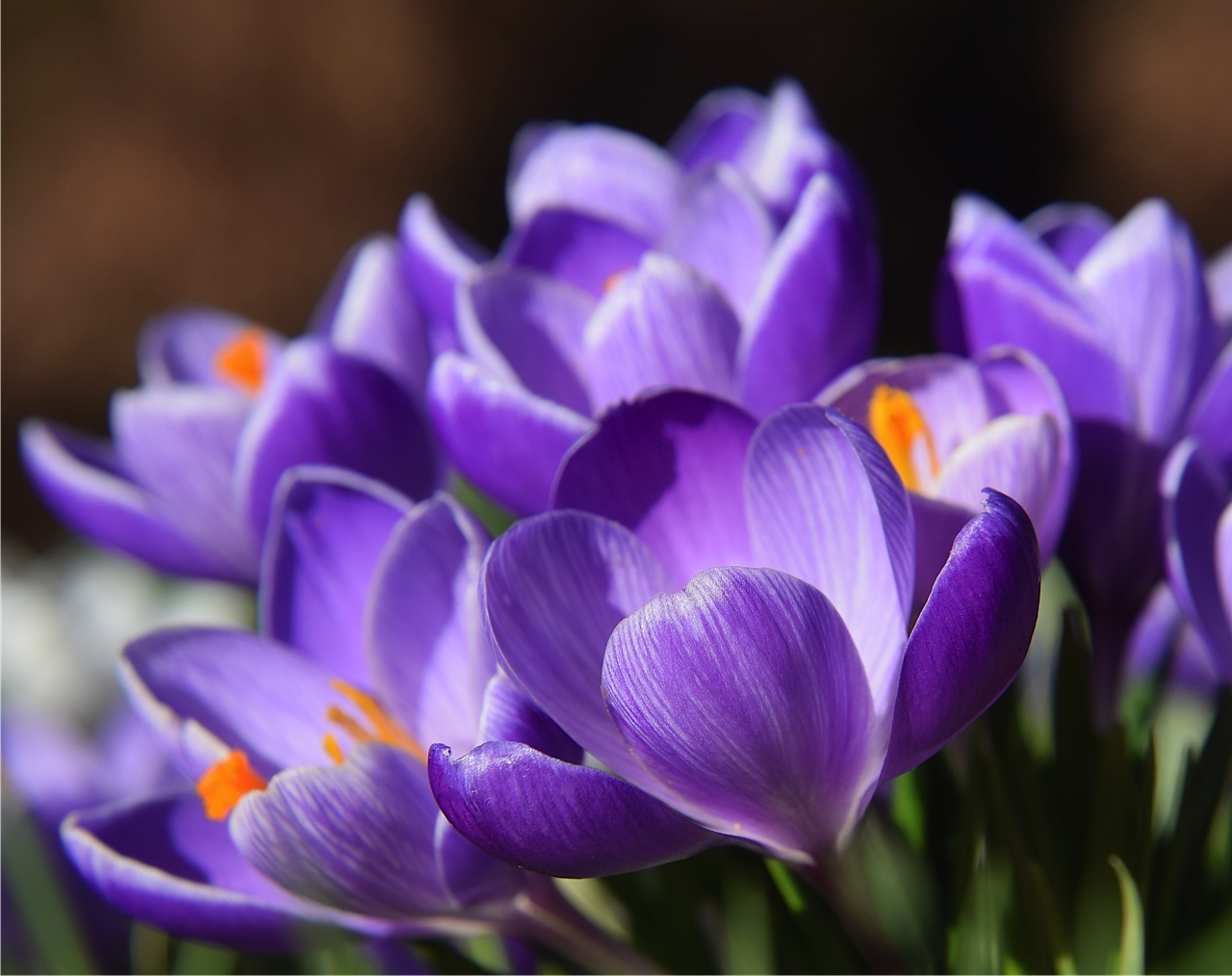 crocus