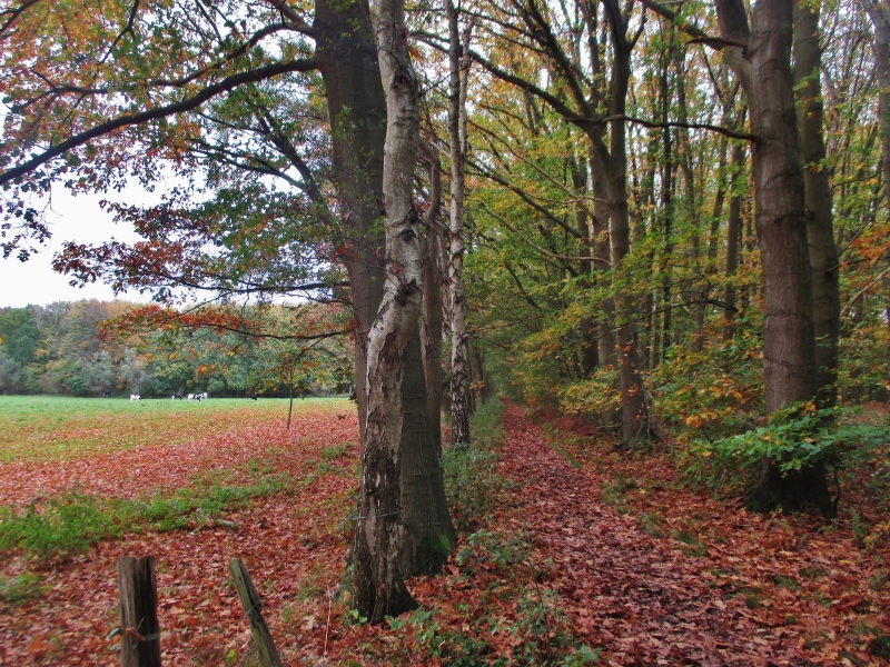 herfstwandeling-0