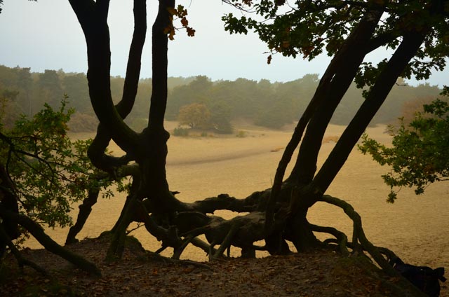 loonse-en-drunense-duinen-1