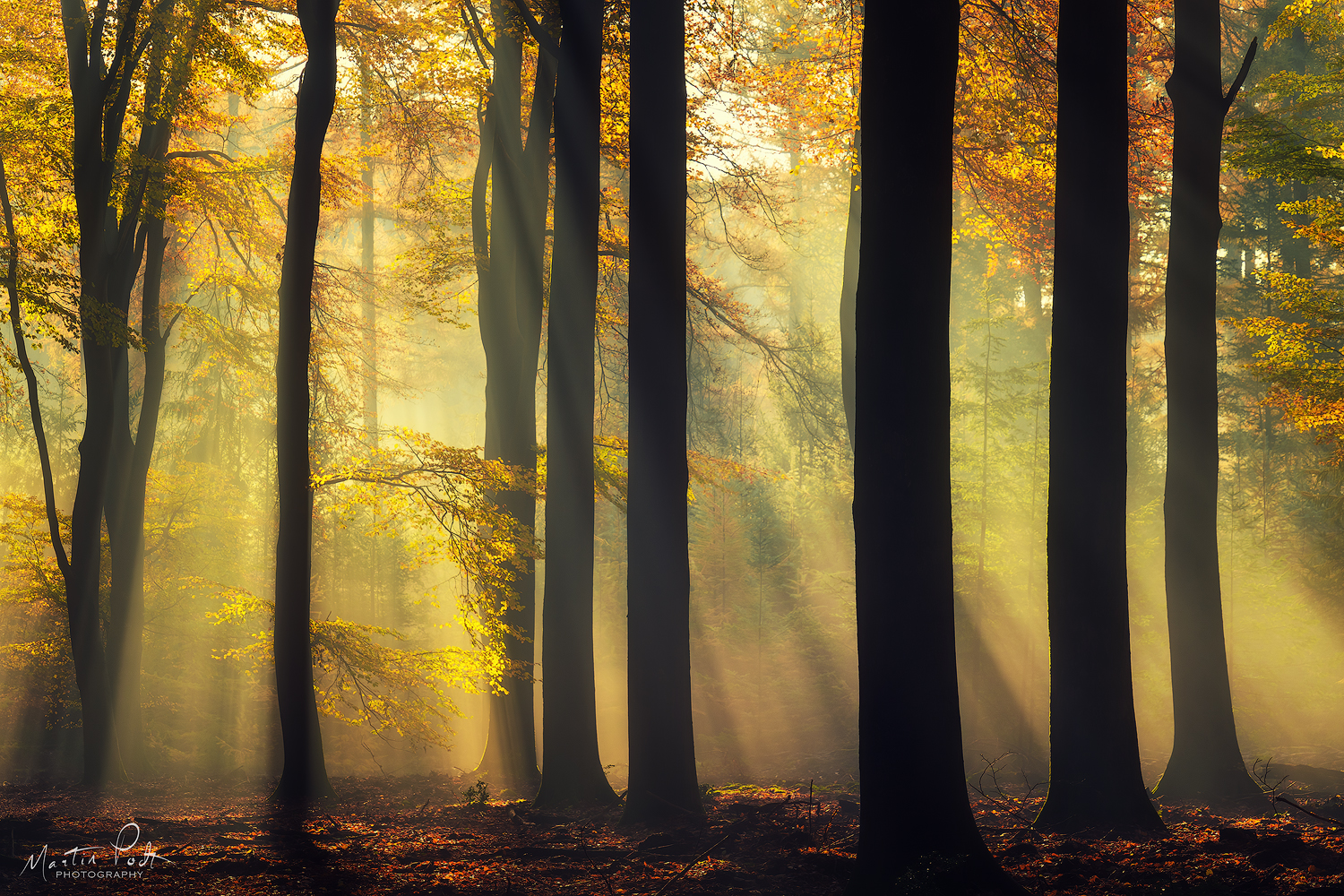 yellow-6