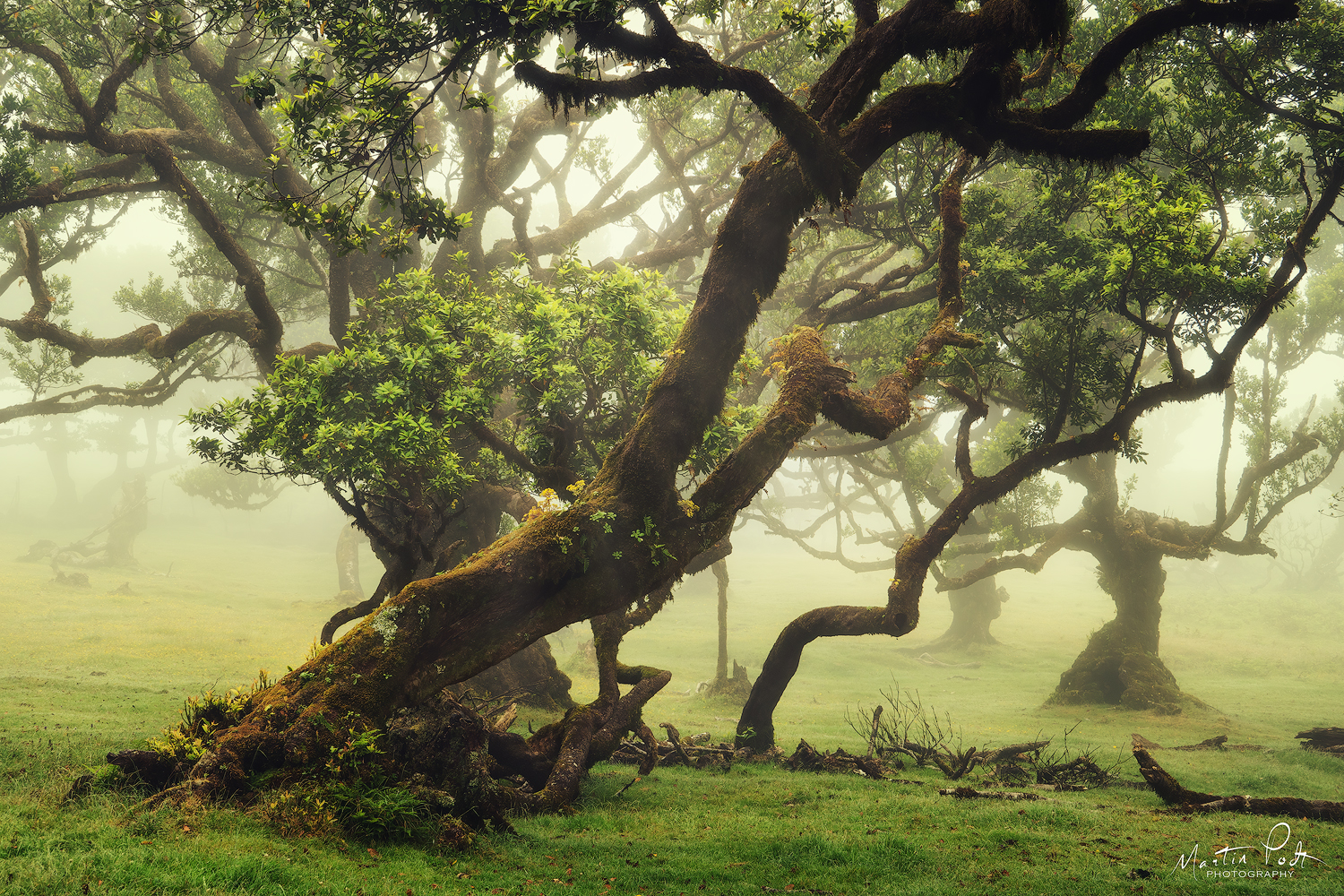foggy-visions