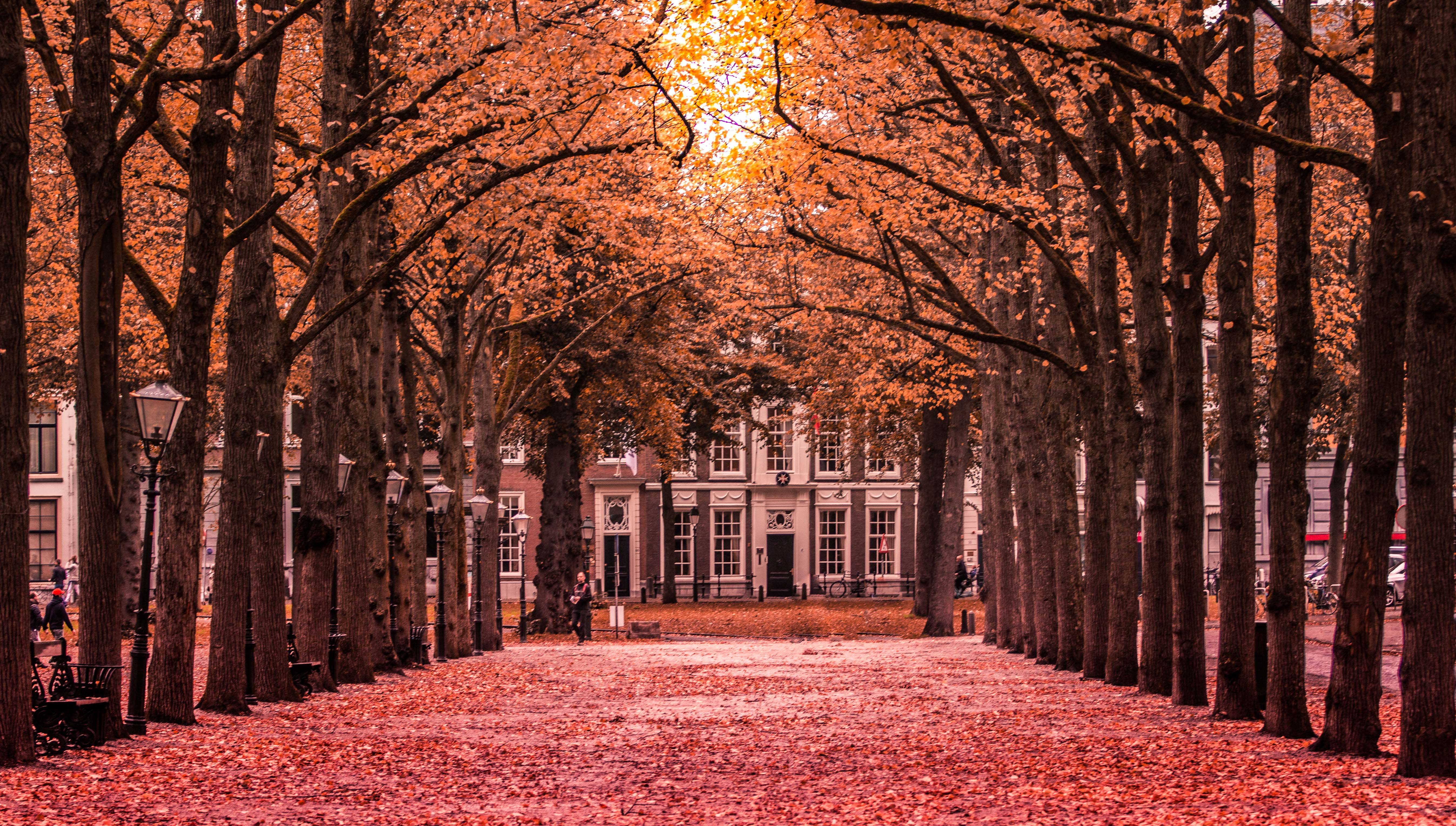 fall-in-the-hague