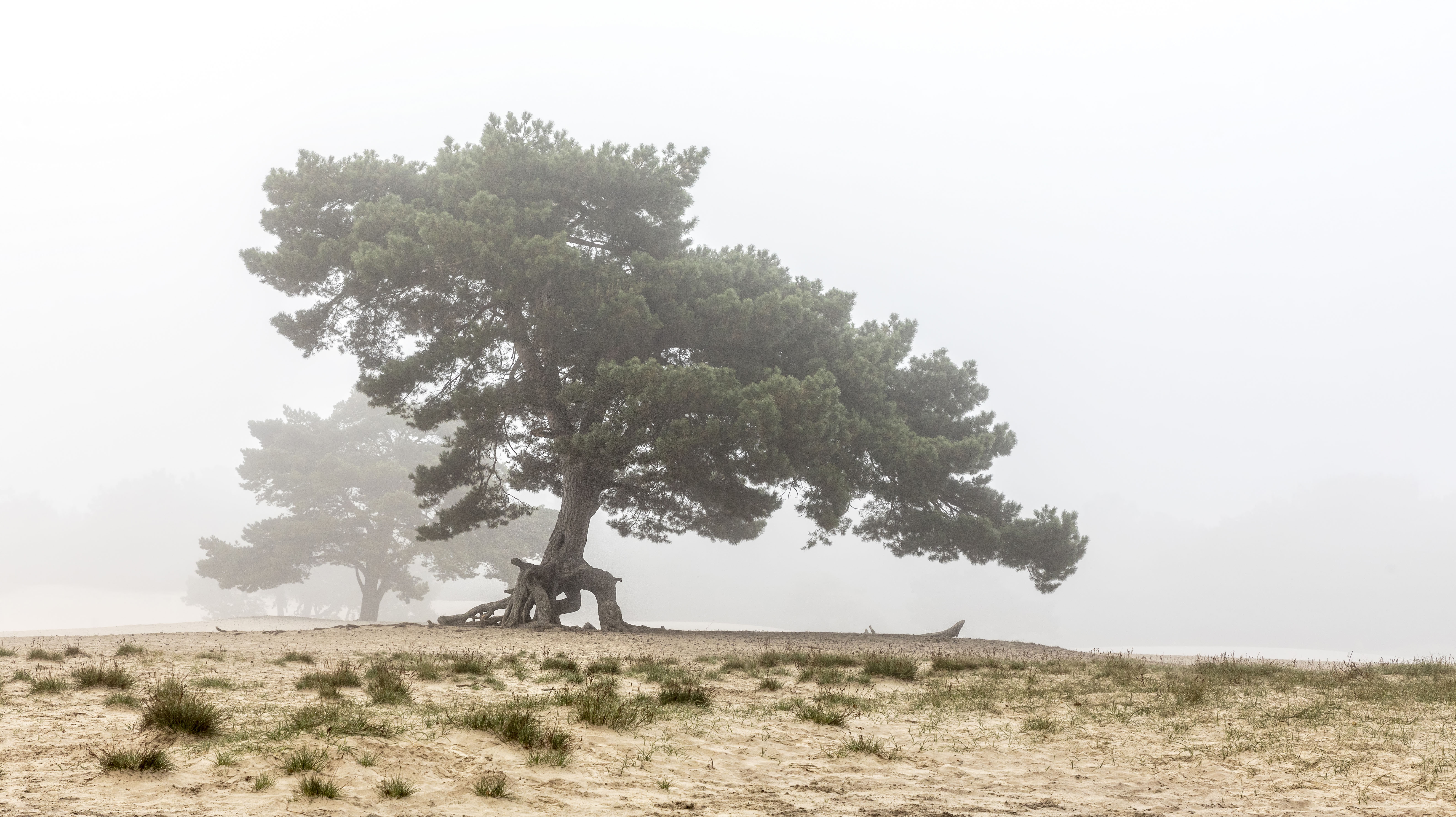 mist-in-de-duinen