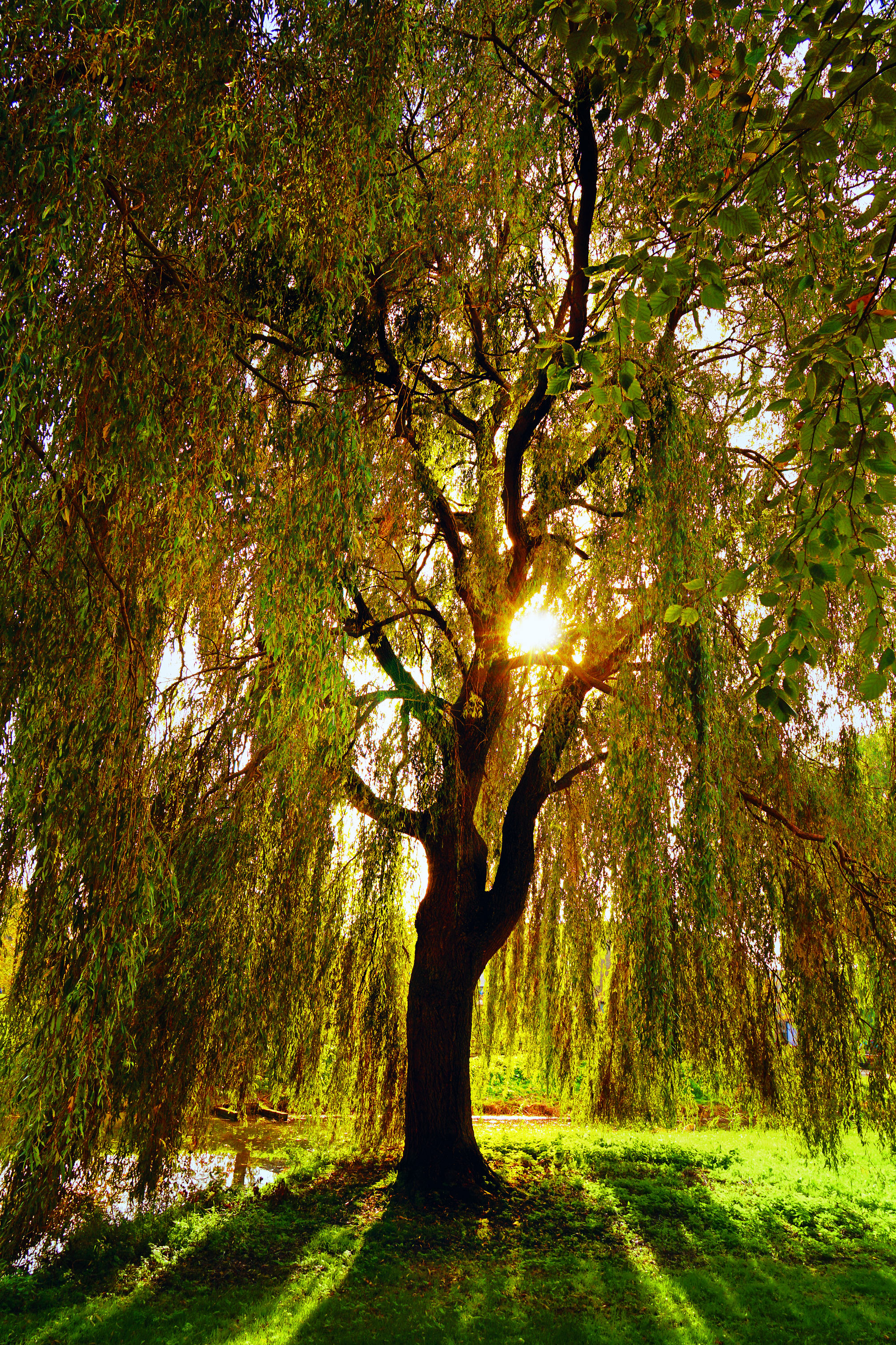treurwilg-in-de-herfst