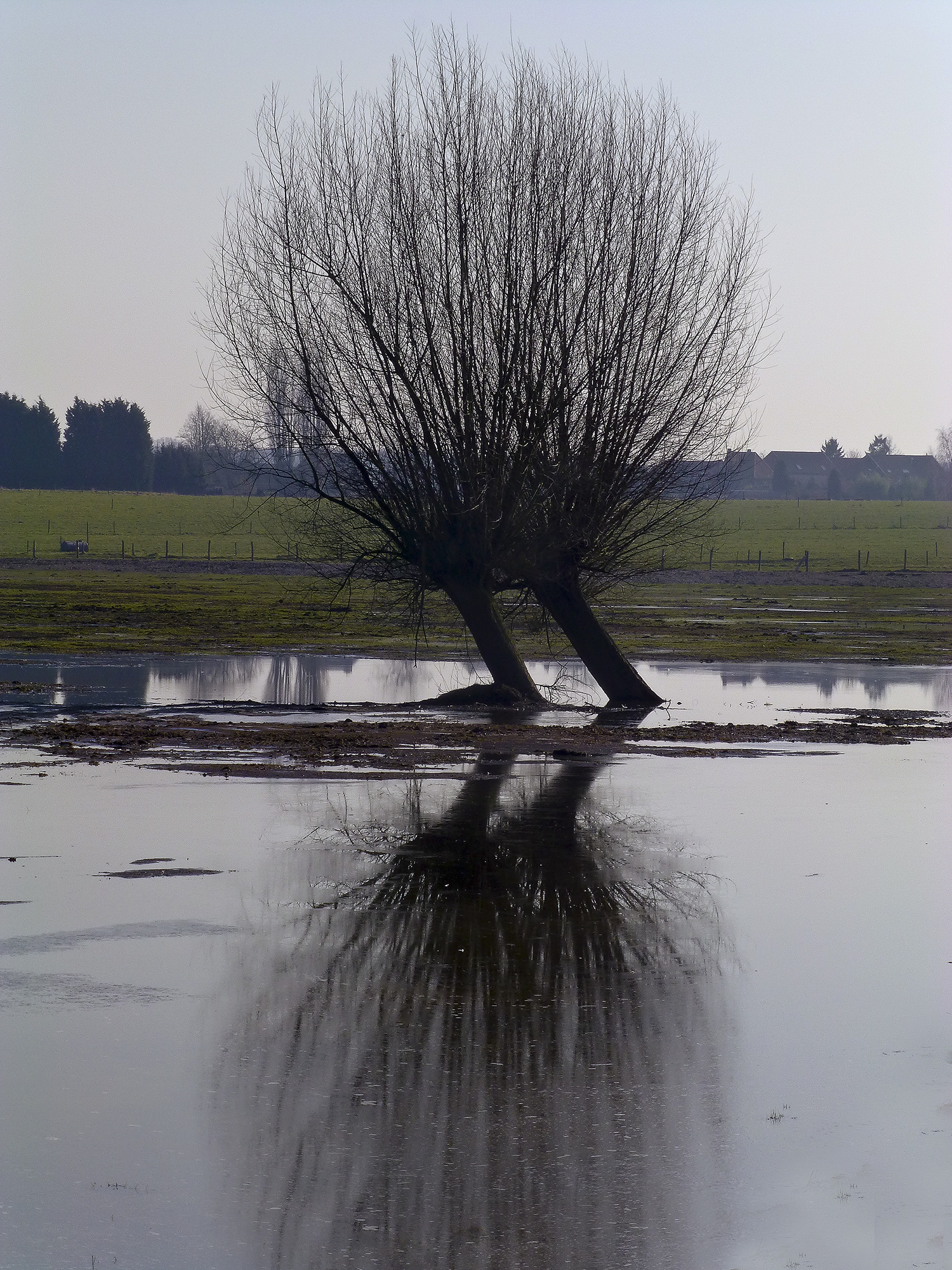 reflectie-bomen