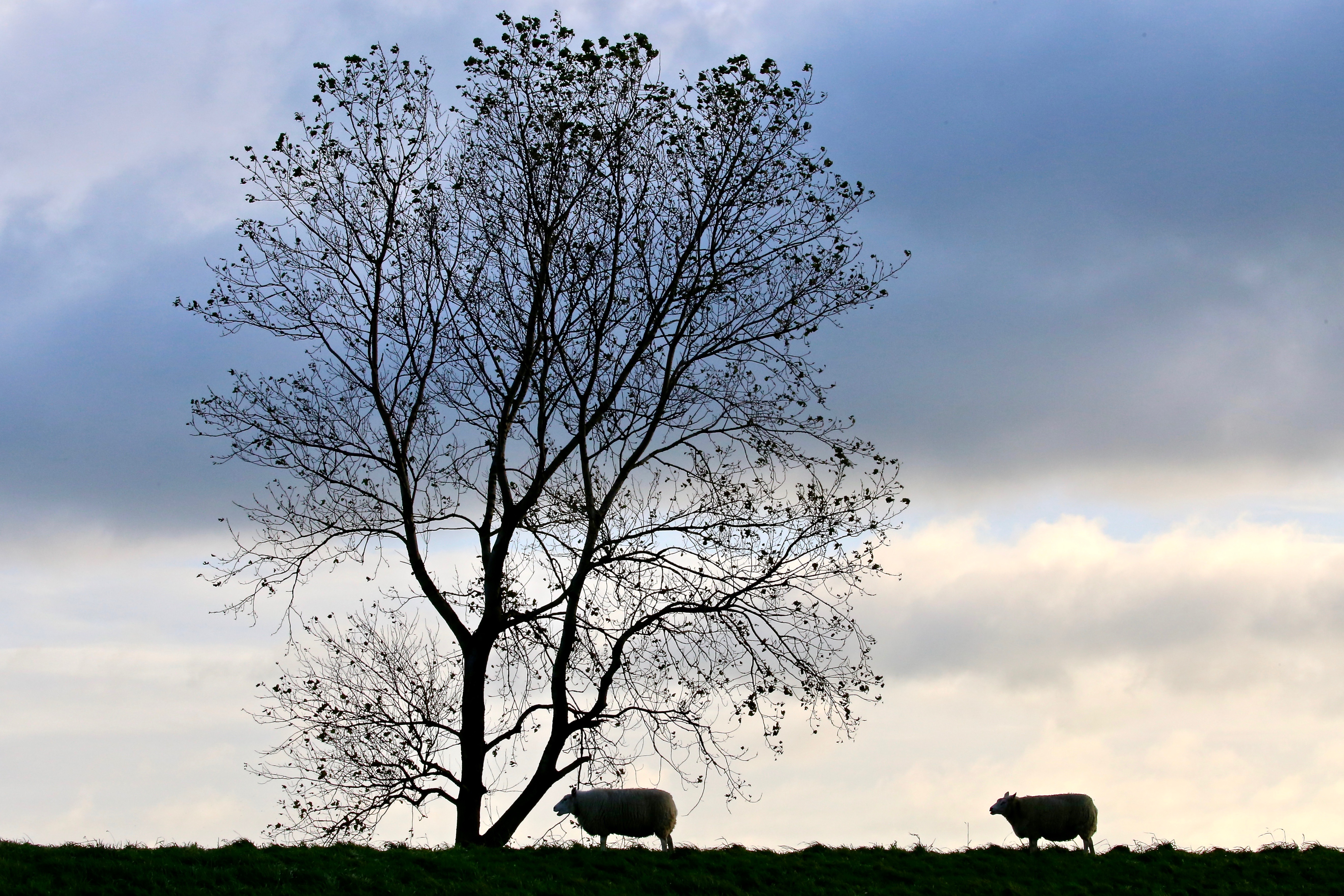als-er-%C3%A9%C3%A9n-schaap-langs-de-boom-is