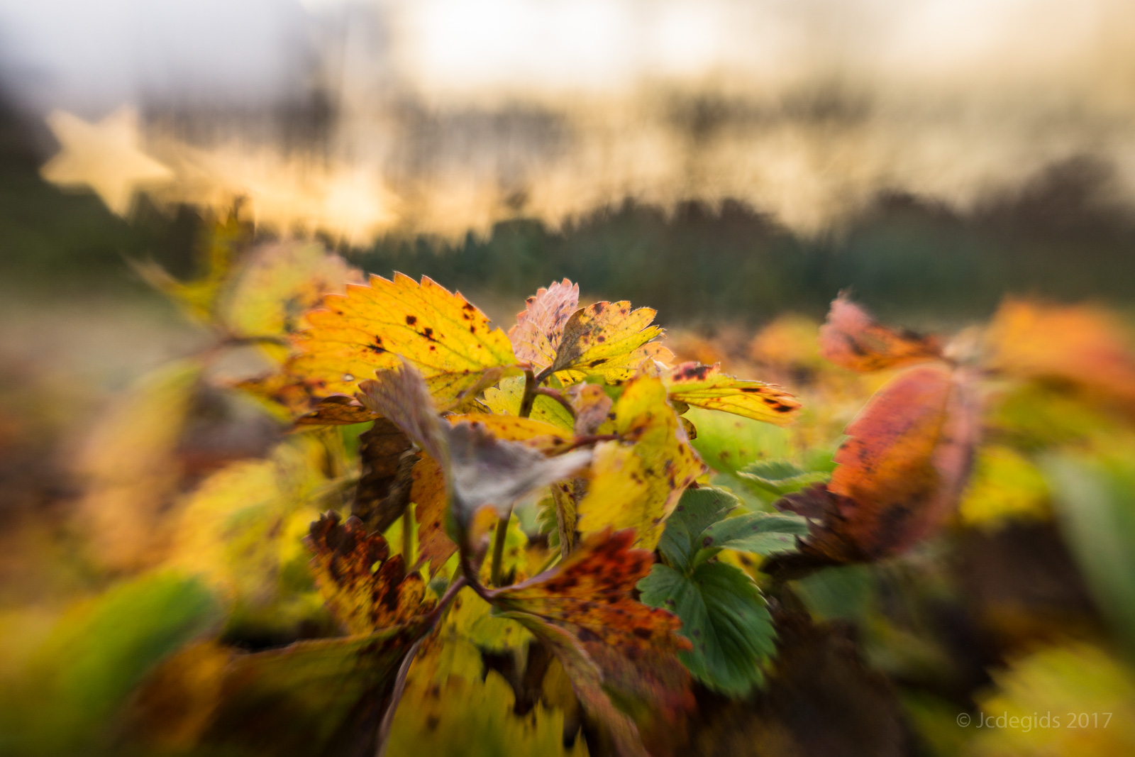 de-tuin-in-de-late-herfst