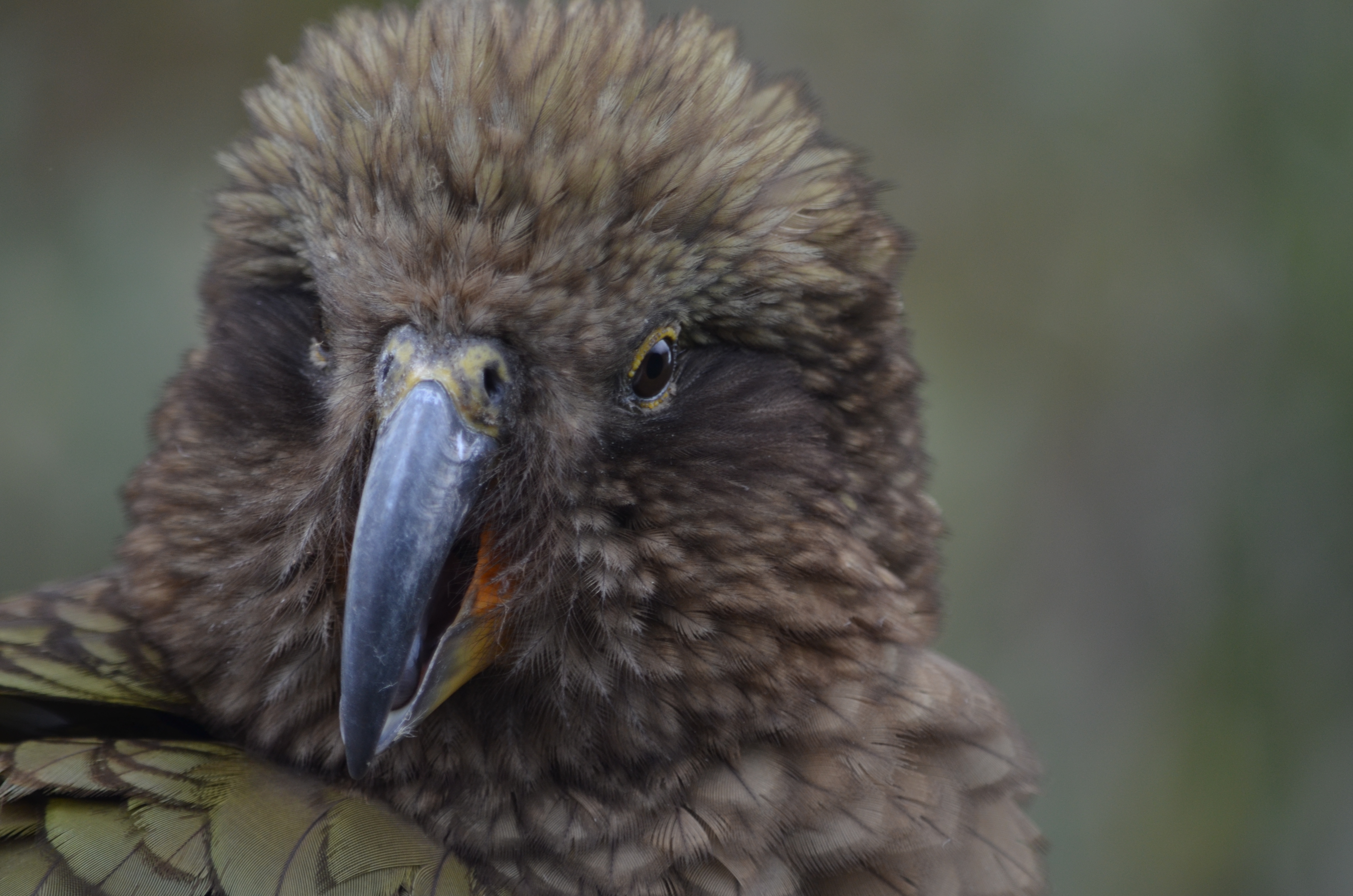 kea-op-het-zuidereiland-nz