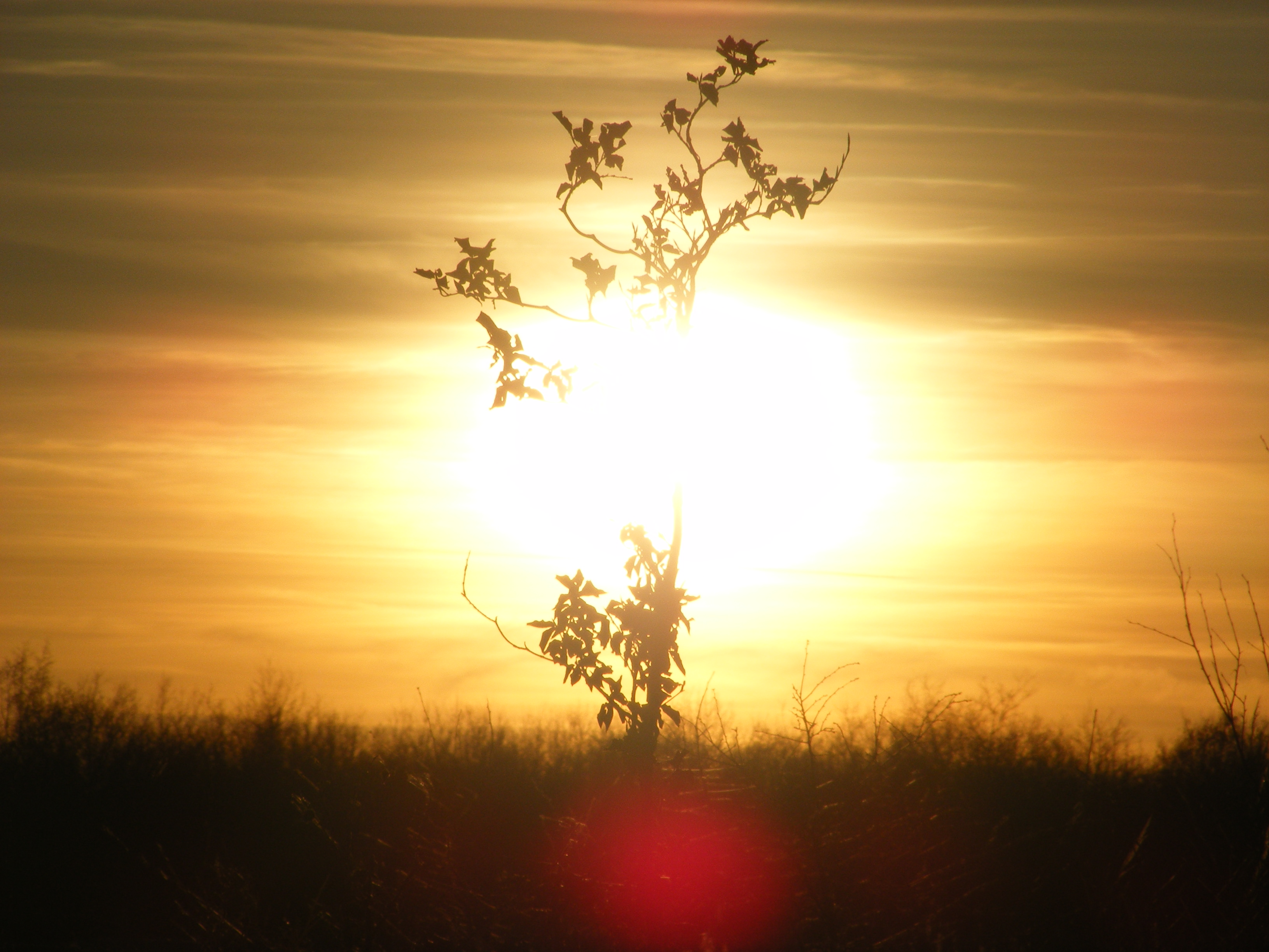 ondergaande-zon-met-boom