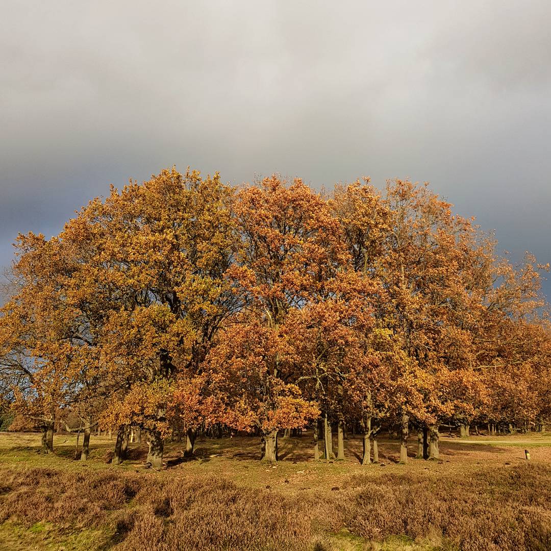 nazomer-op-de-tafelberg