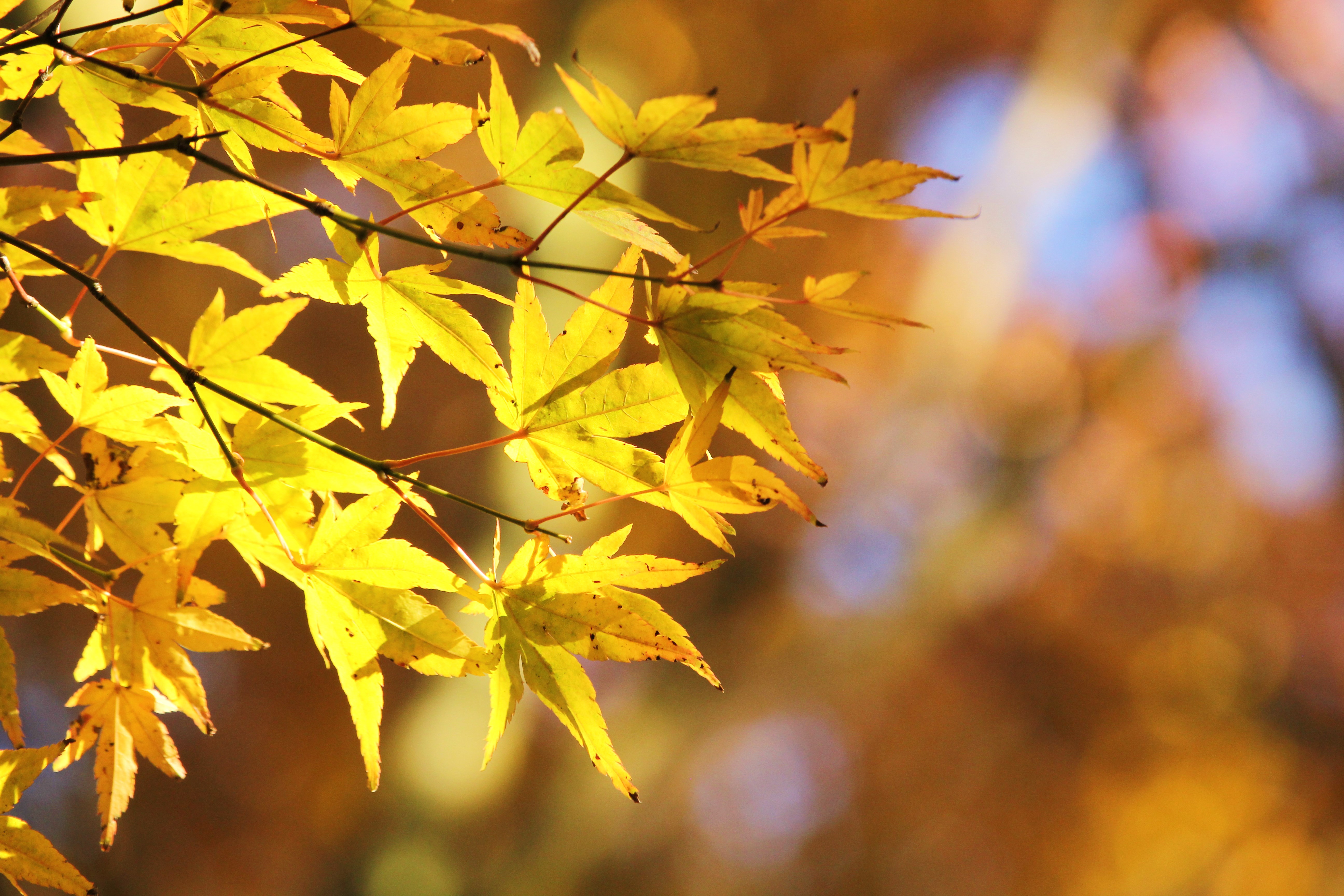 herfstbladeren-in-de-zon