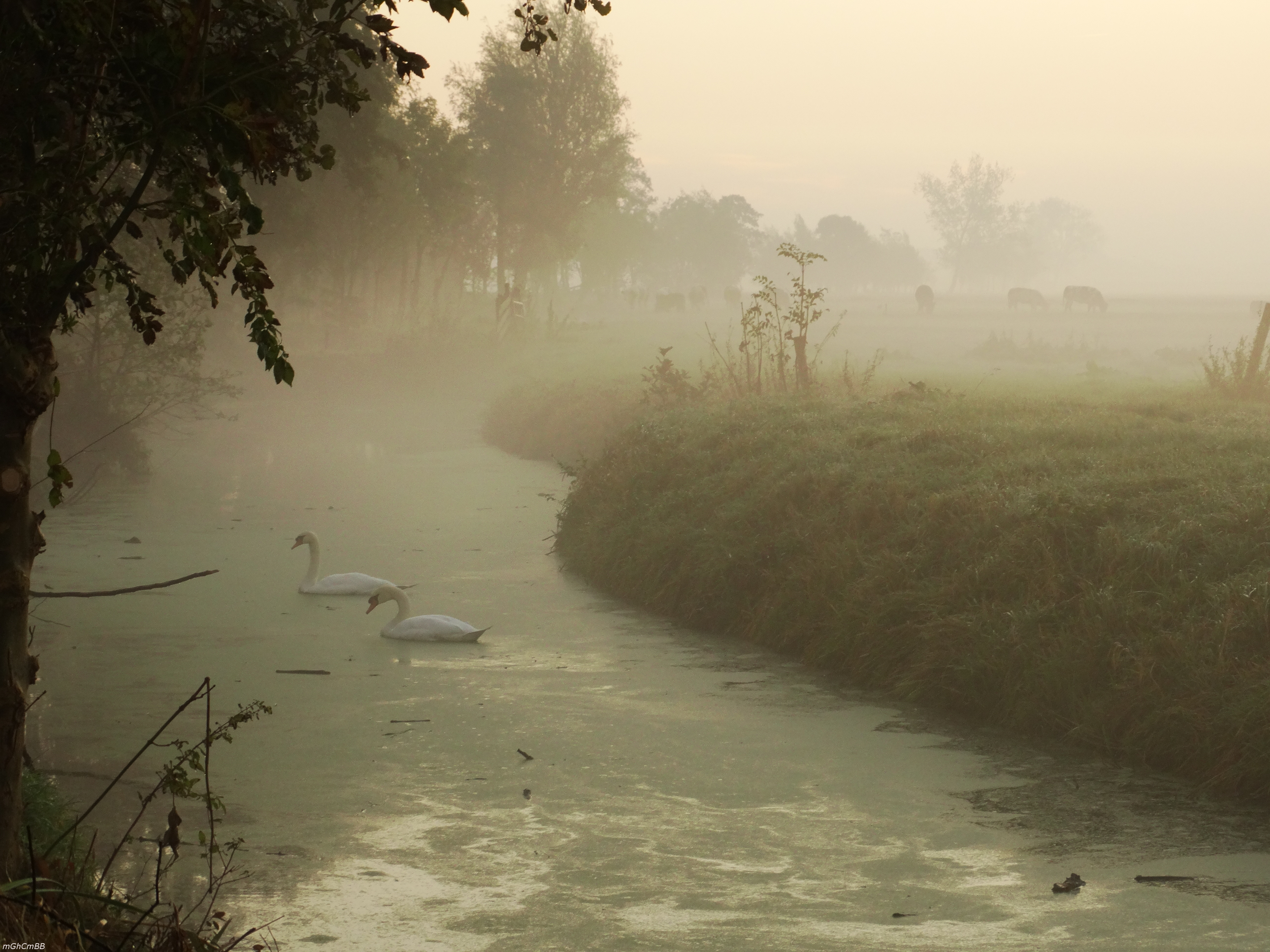mist-in-het-weiland-herfst-dat-is-genieten