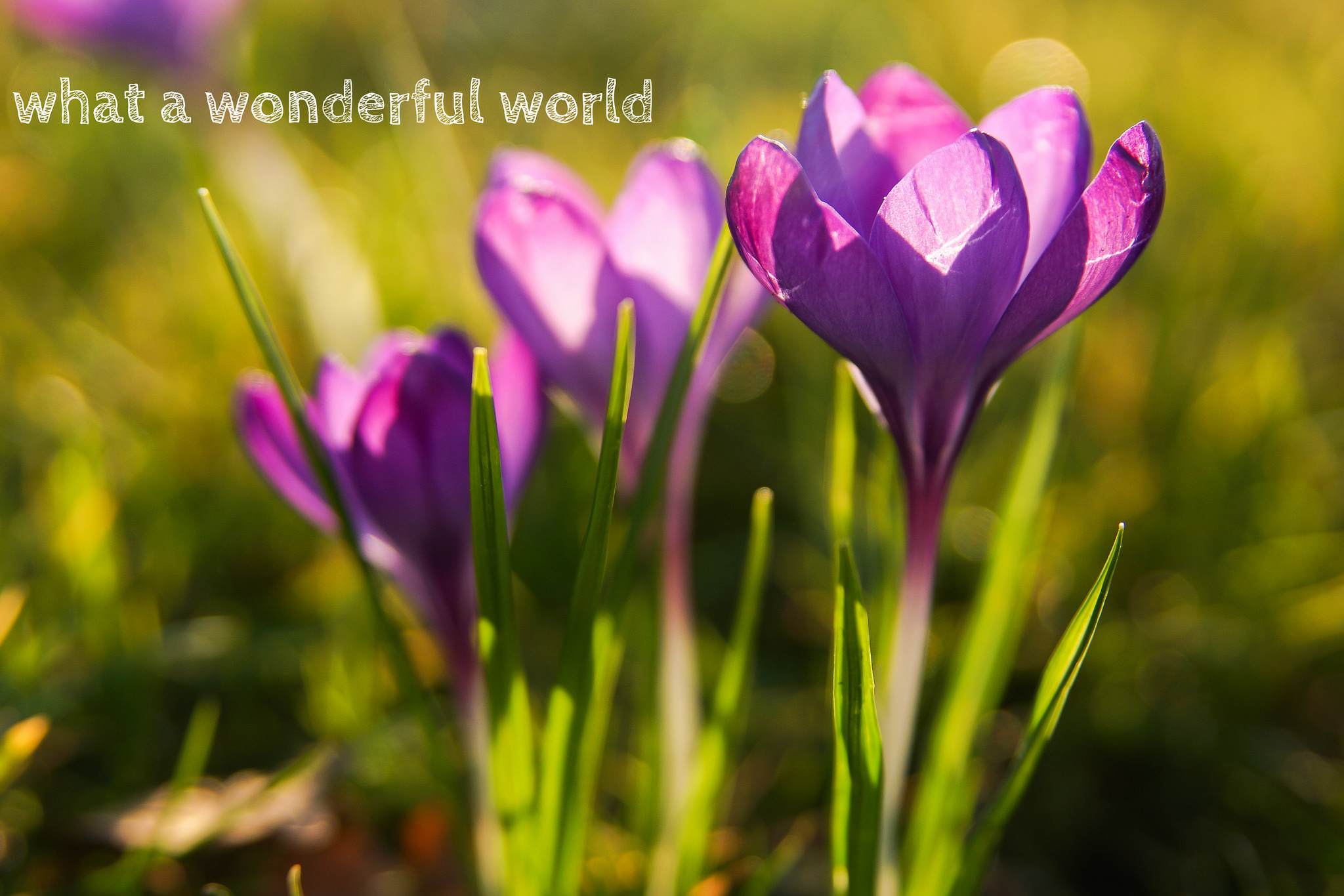 beauty-in-the-simple-things