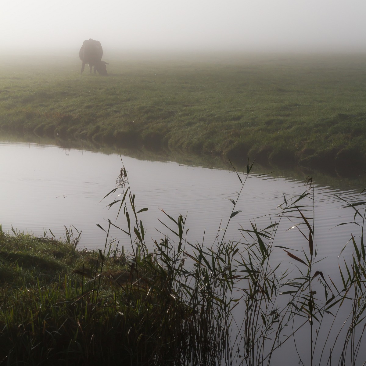 mistige-eerste-vorstochtend-0
