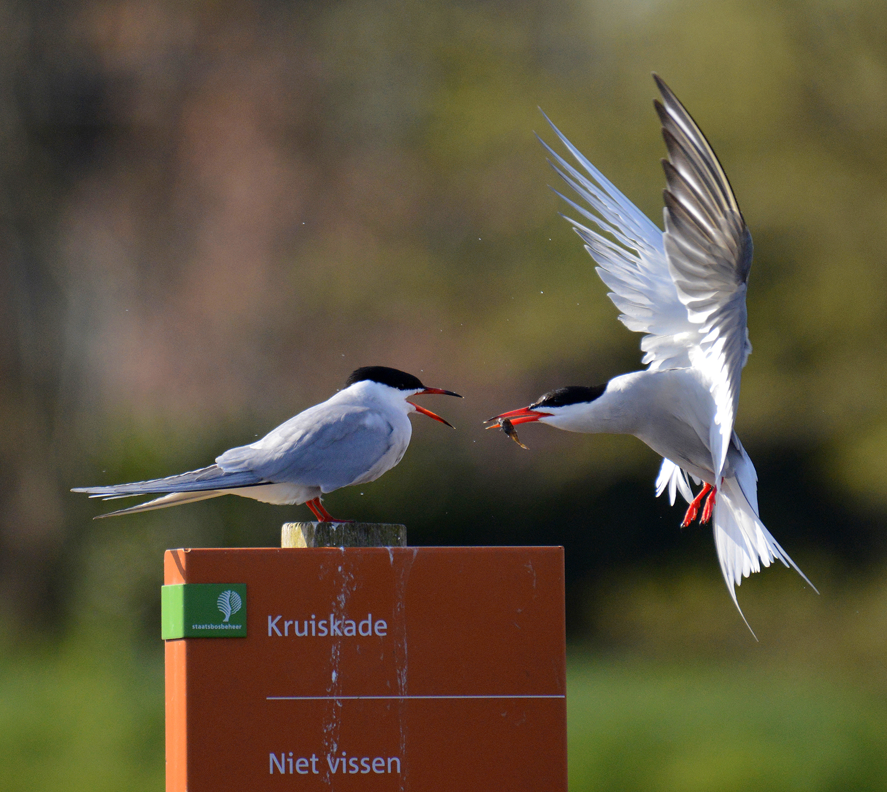 er-staat-toch-niet-vissen