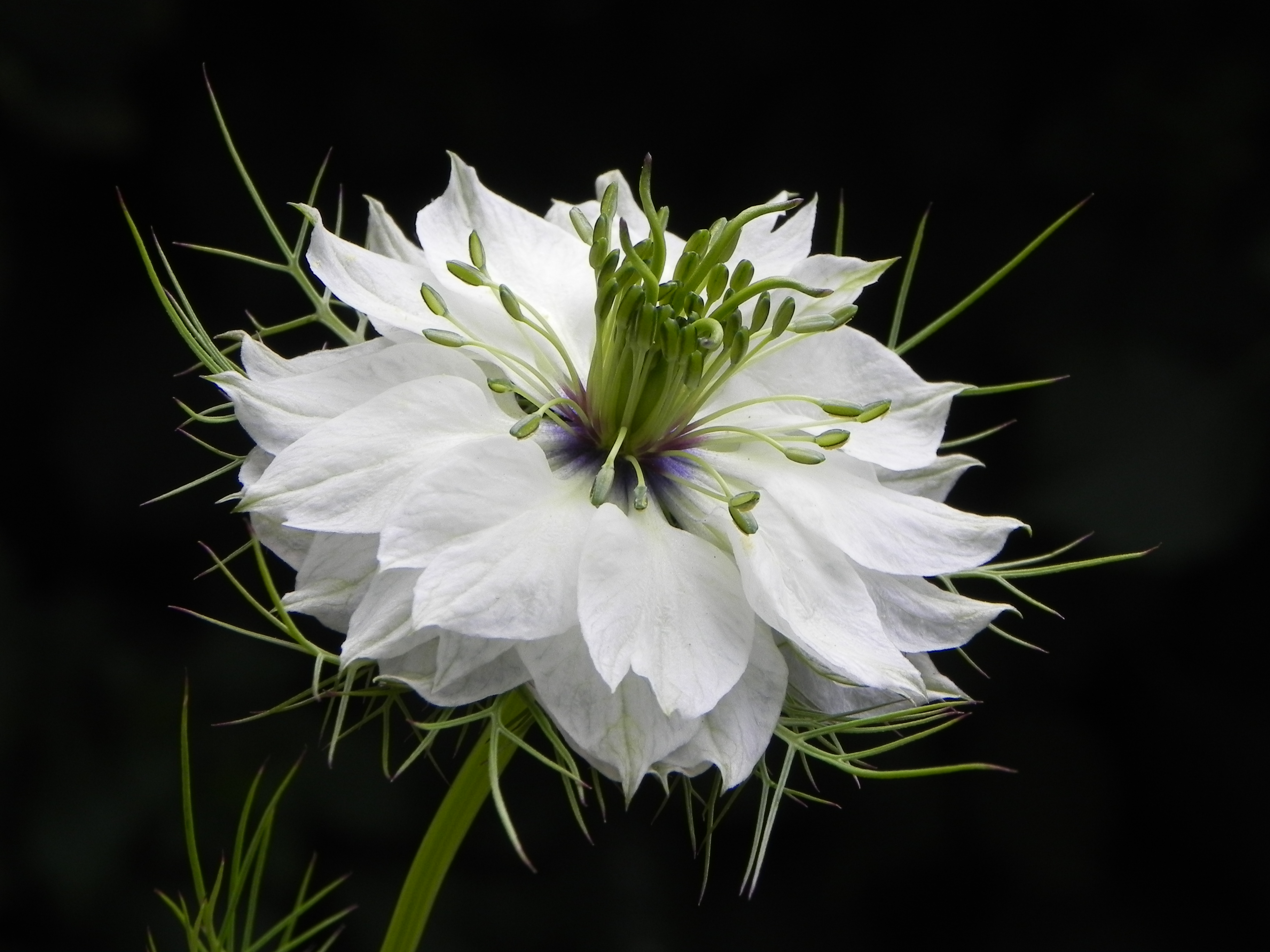 juffertje-in-het-groen-2