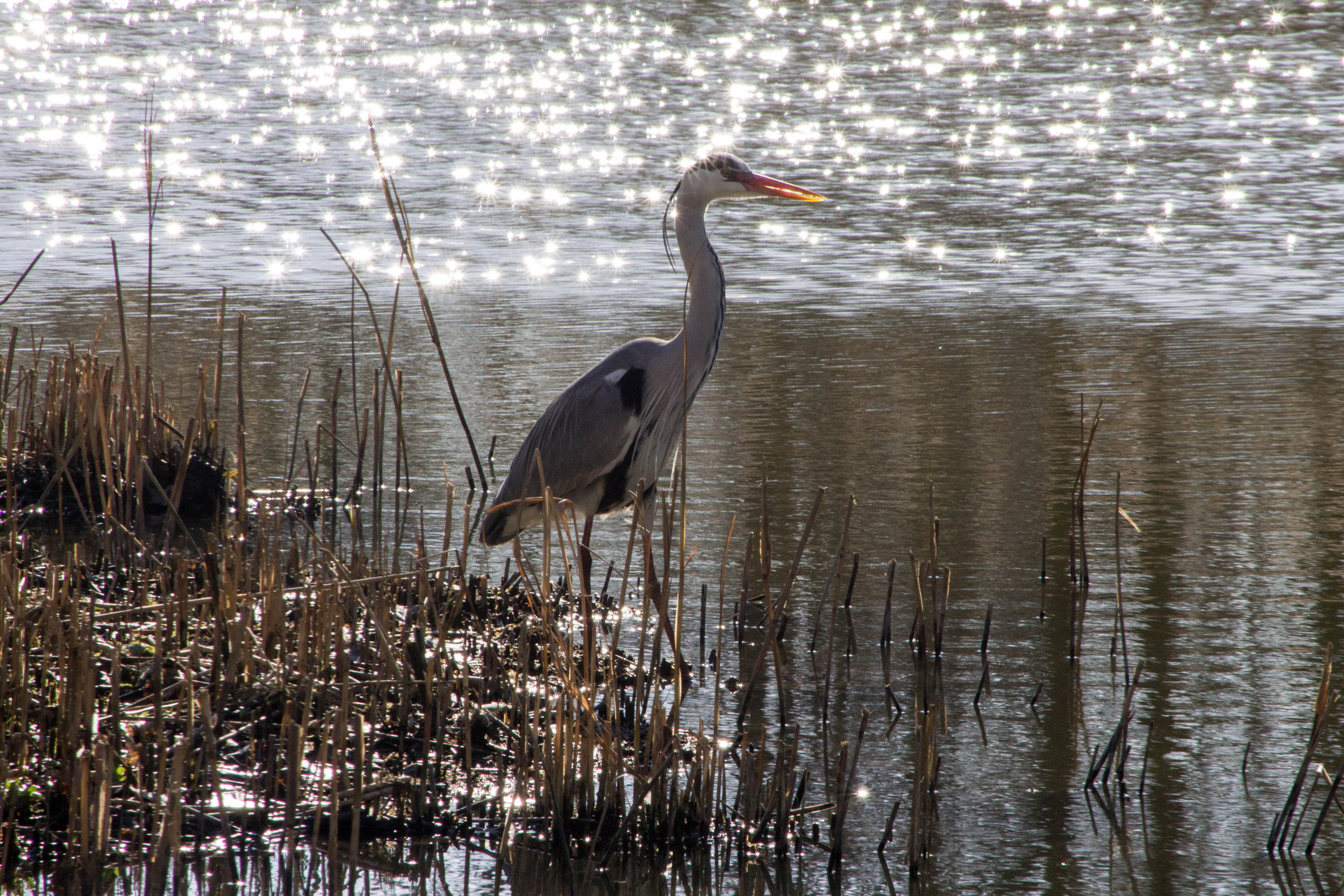 haagsche-reiger