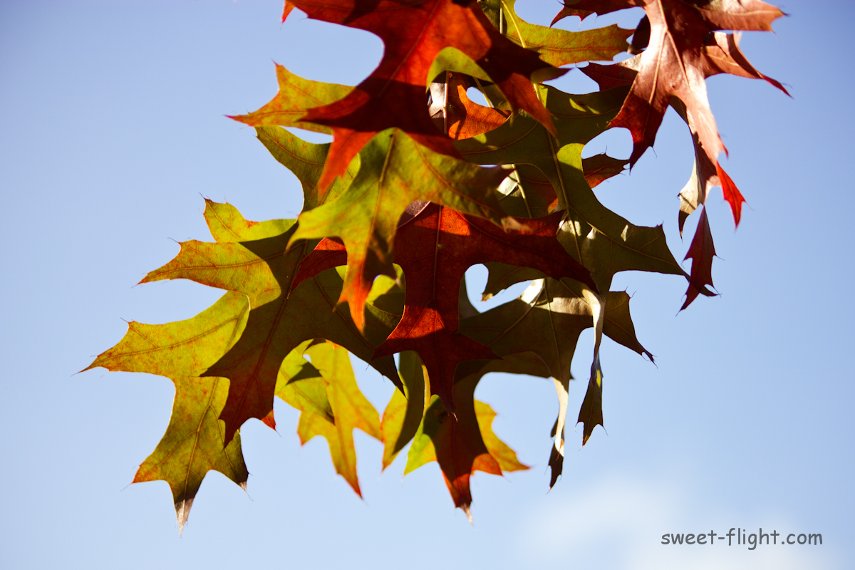 autumn-paints-in-colours