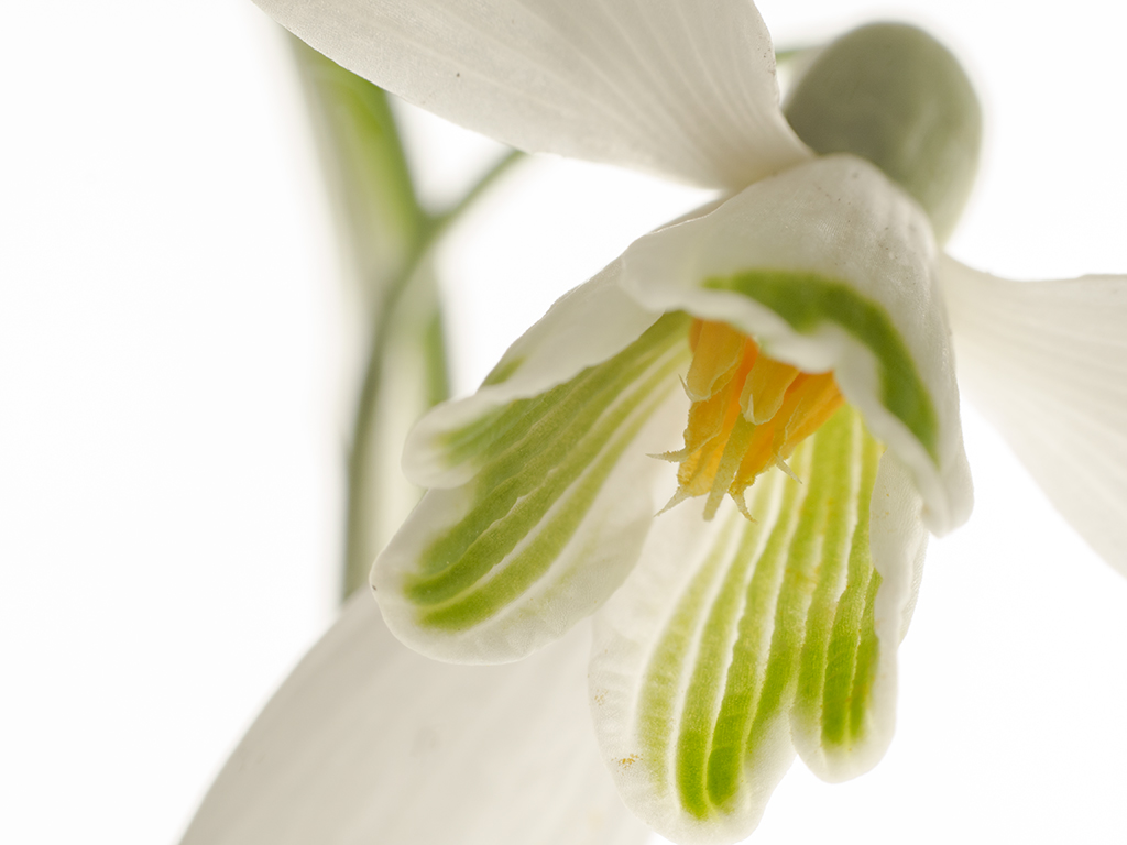 het-hart-van-een-sneeuwklokje