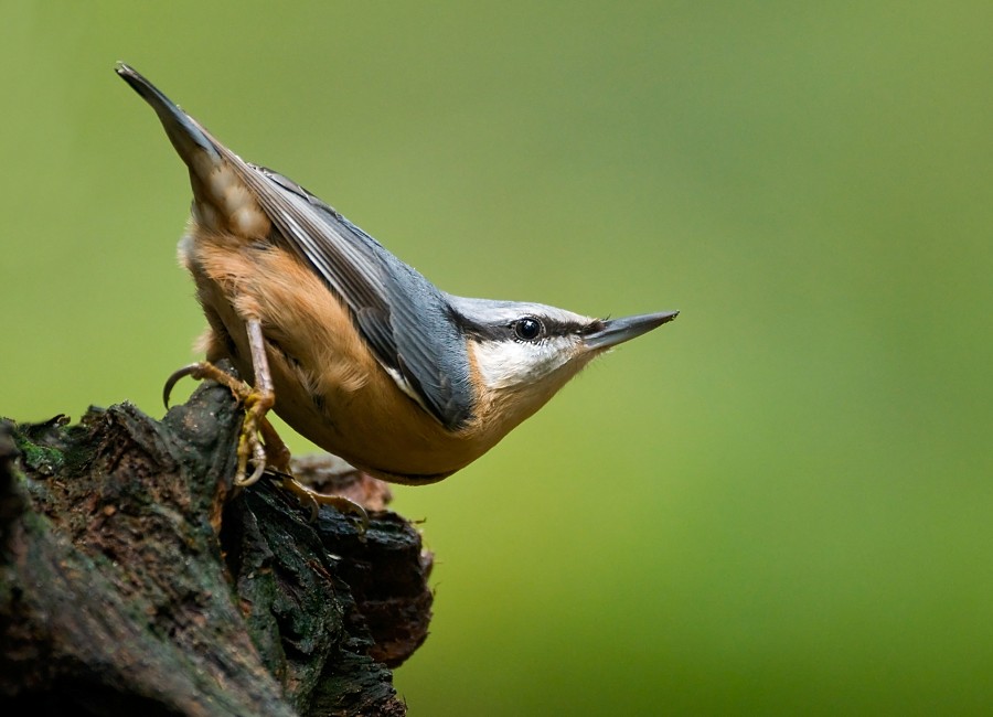 bbatman-of-the-forest