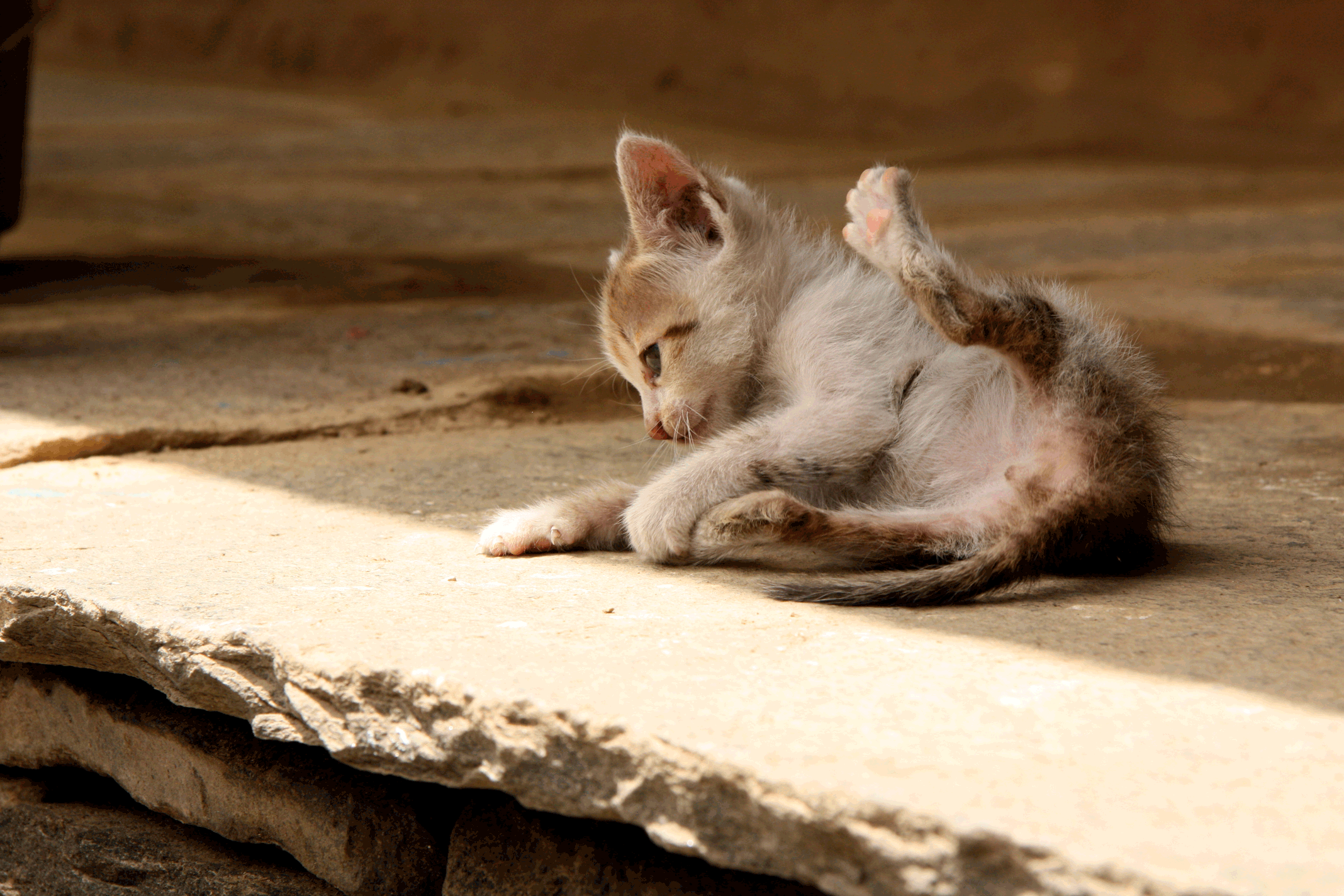 kitten-in-the-himalaya