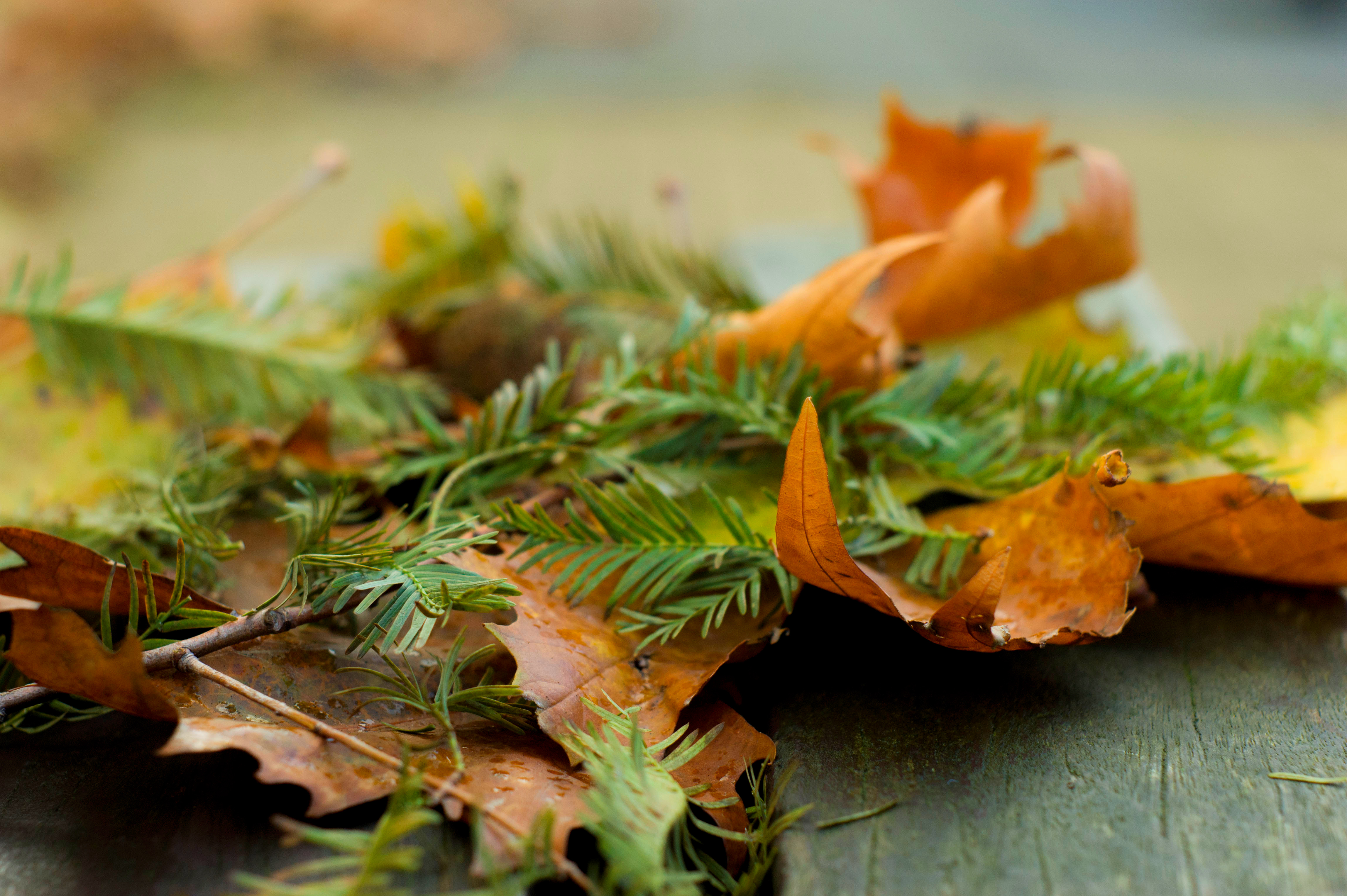 overgang-van-groen-naar-bruin