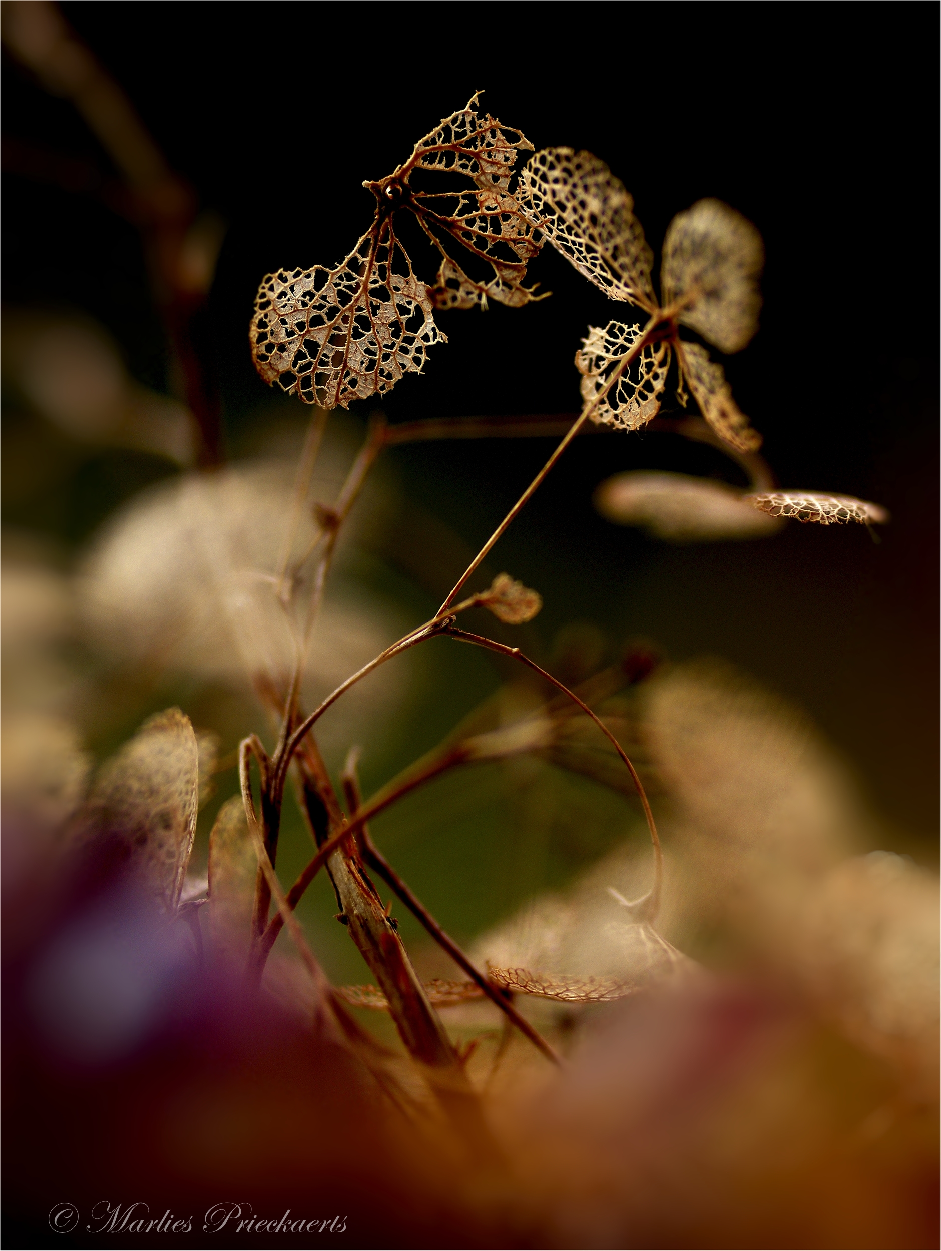 herfsthortensia-goud