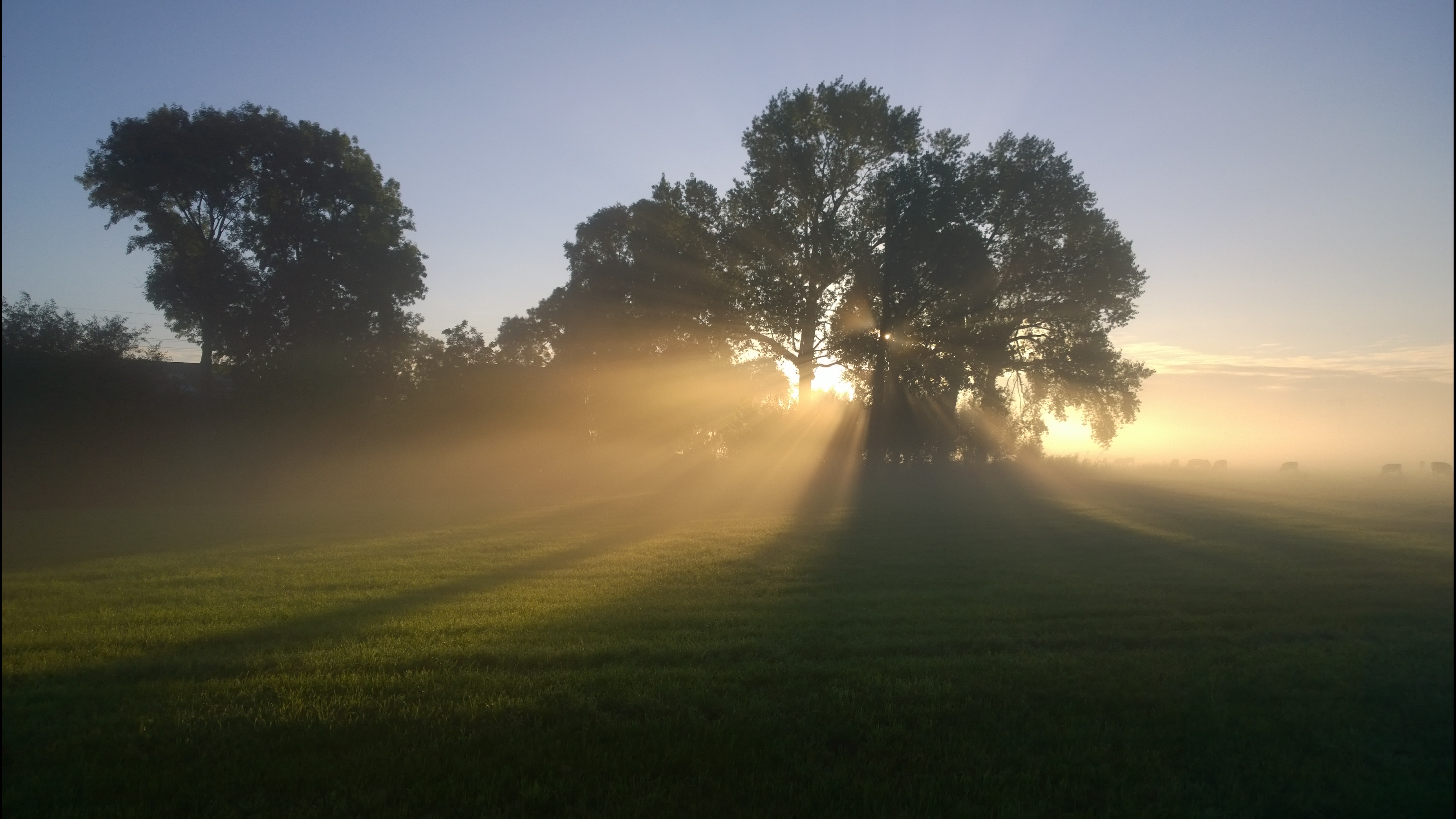 zonnestralen-door-de-bomen-1