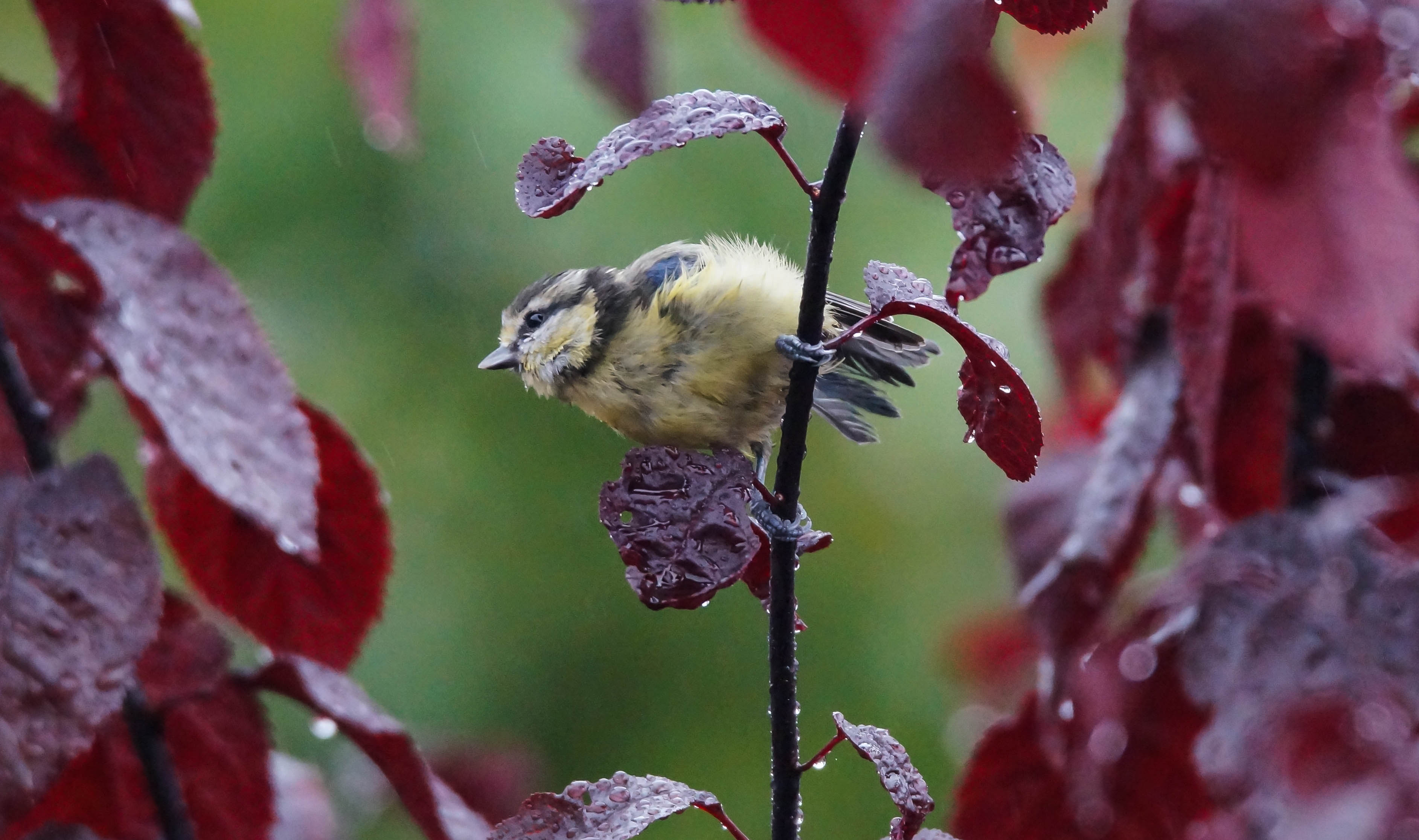 pimpelmees-aan-het-schuilen