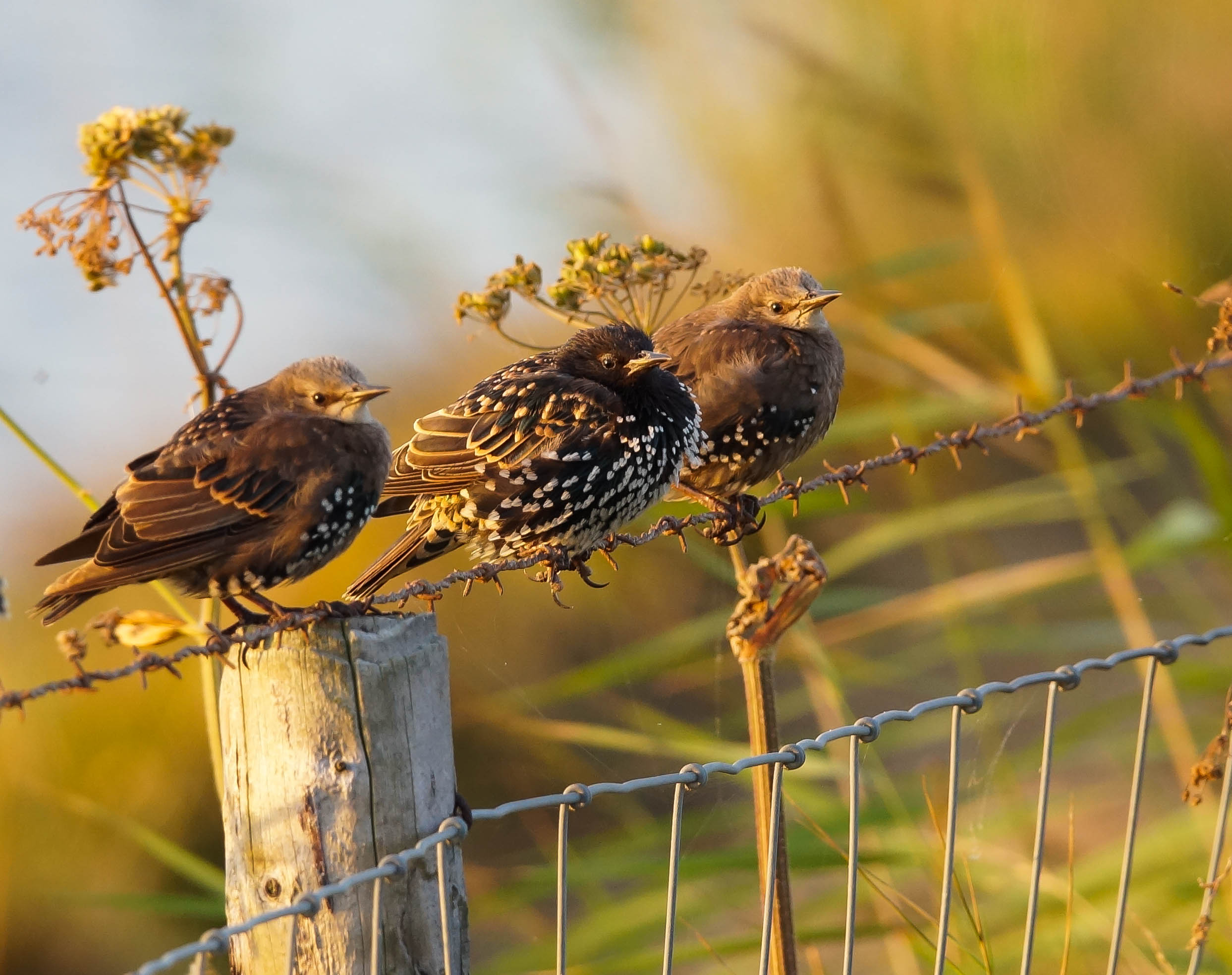 drie-kleine-spreeuwen
