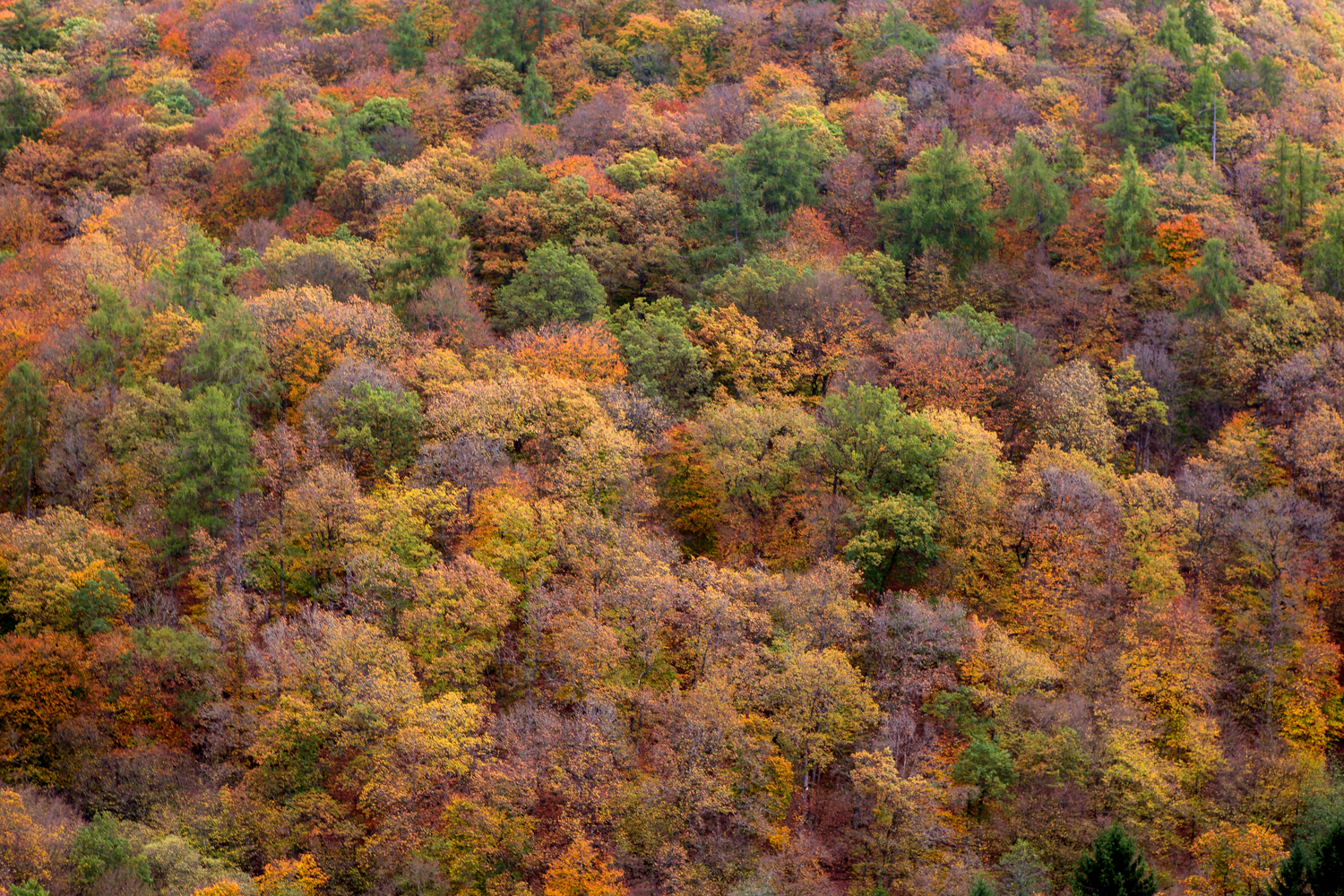 herfst-van-boven