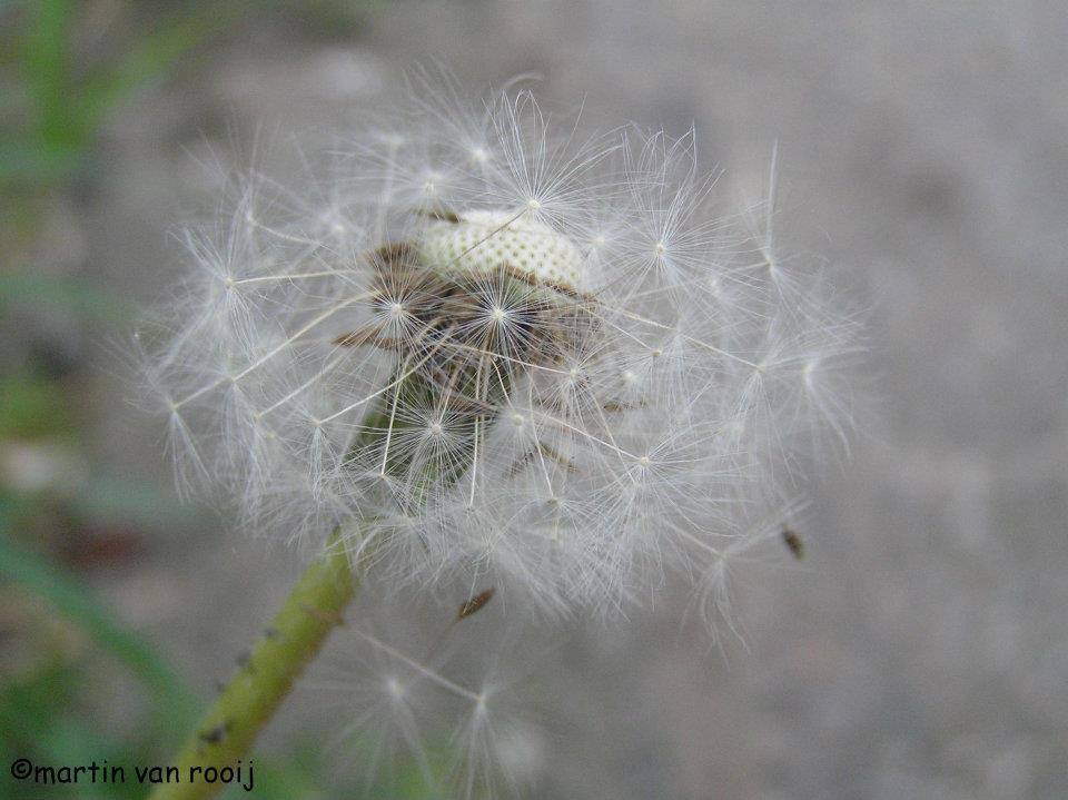 paardebloem-7