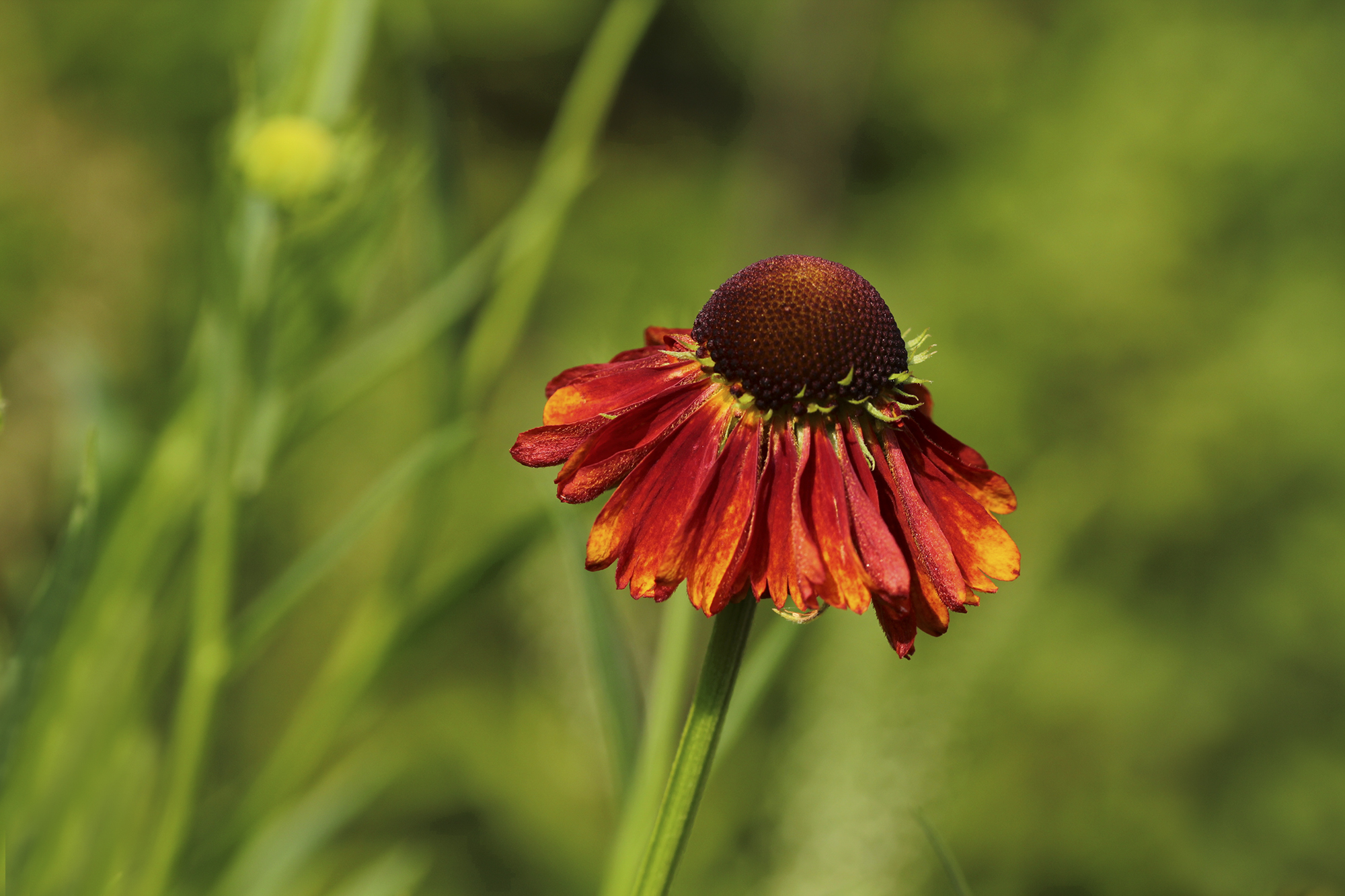 helenium