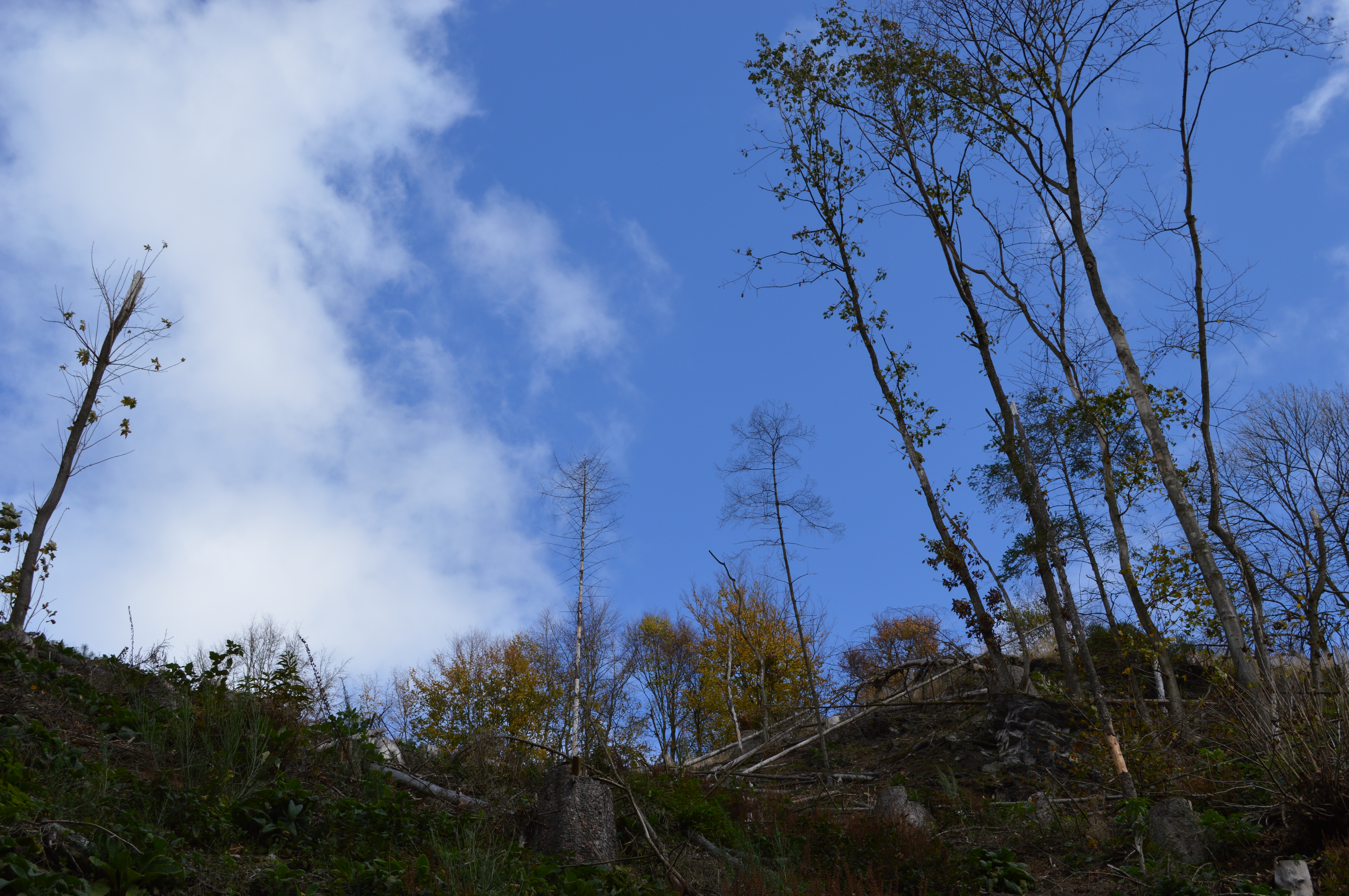 nazomer-in-de-ardennen