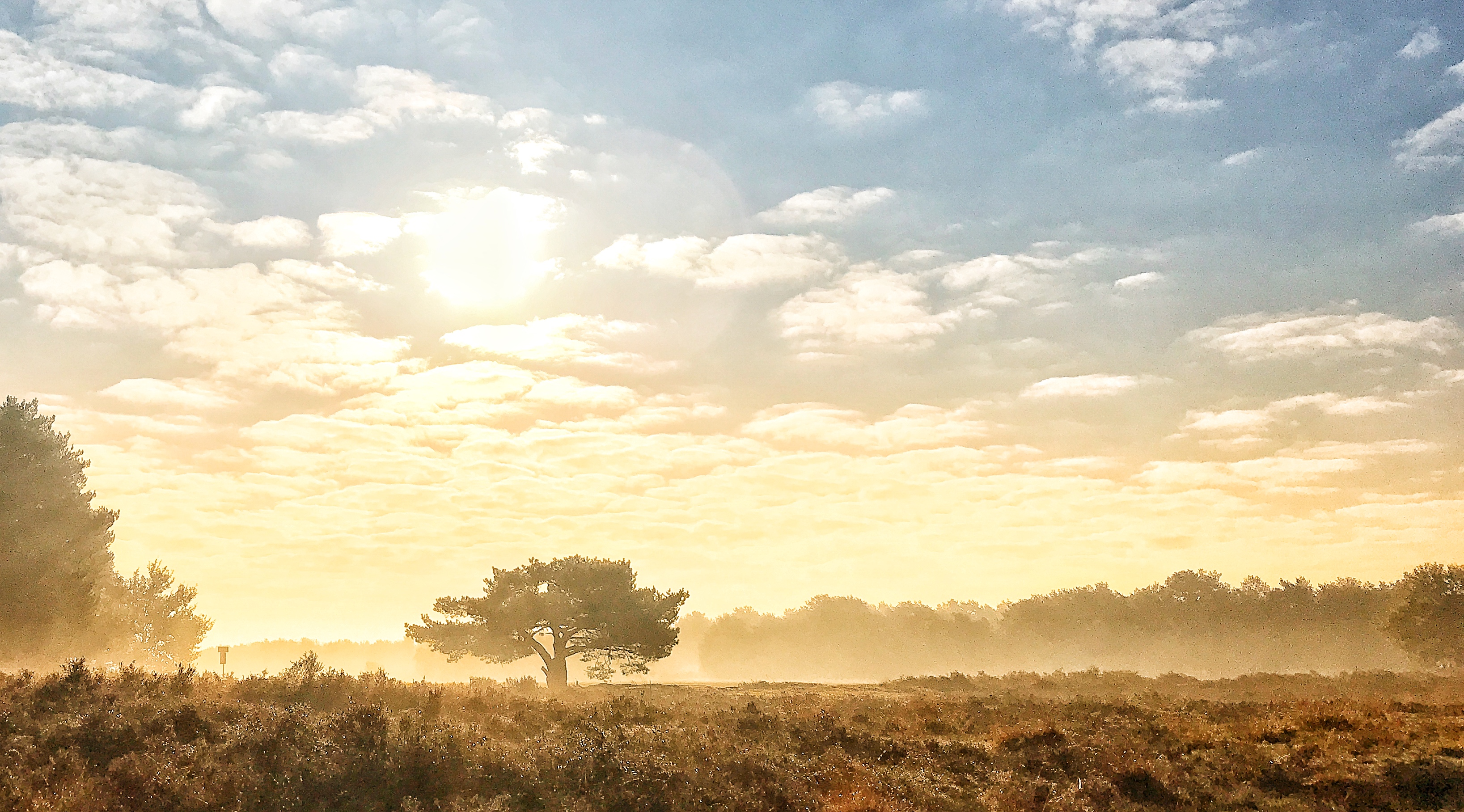 gouden-uurtje-op-de-hei