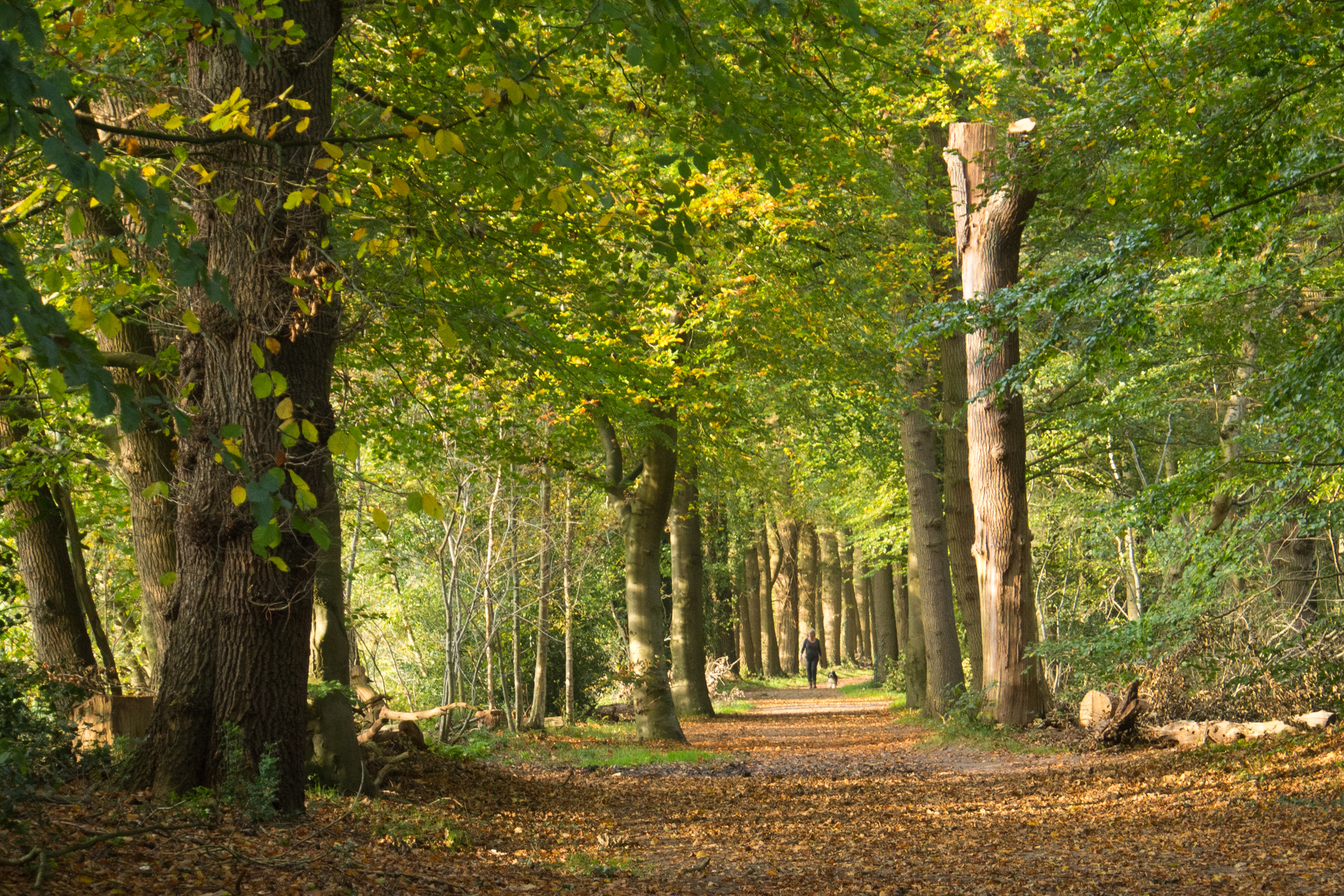 nazomer-in-paterswolde
