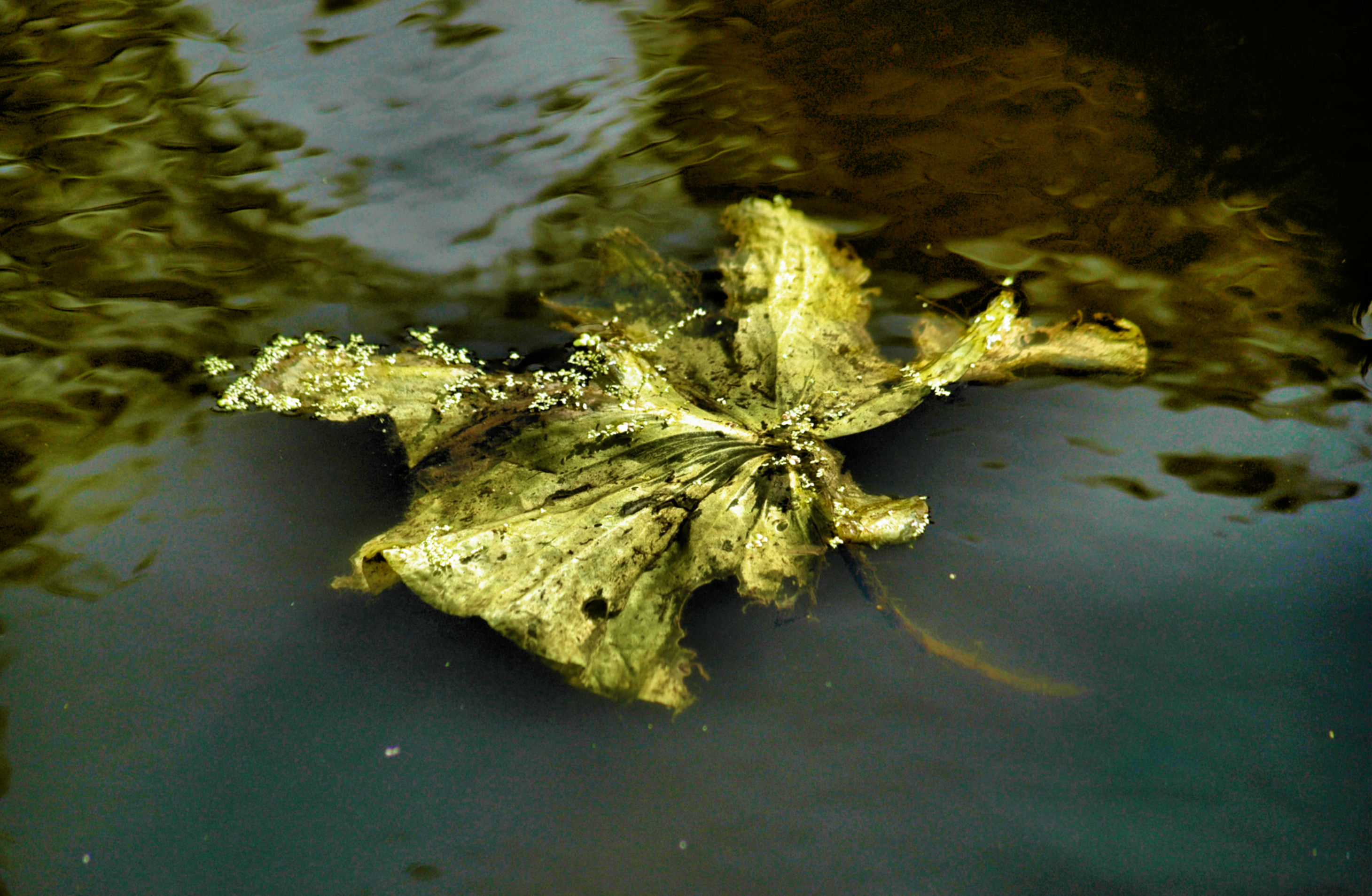 bladgoud-in-de-herfst