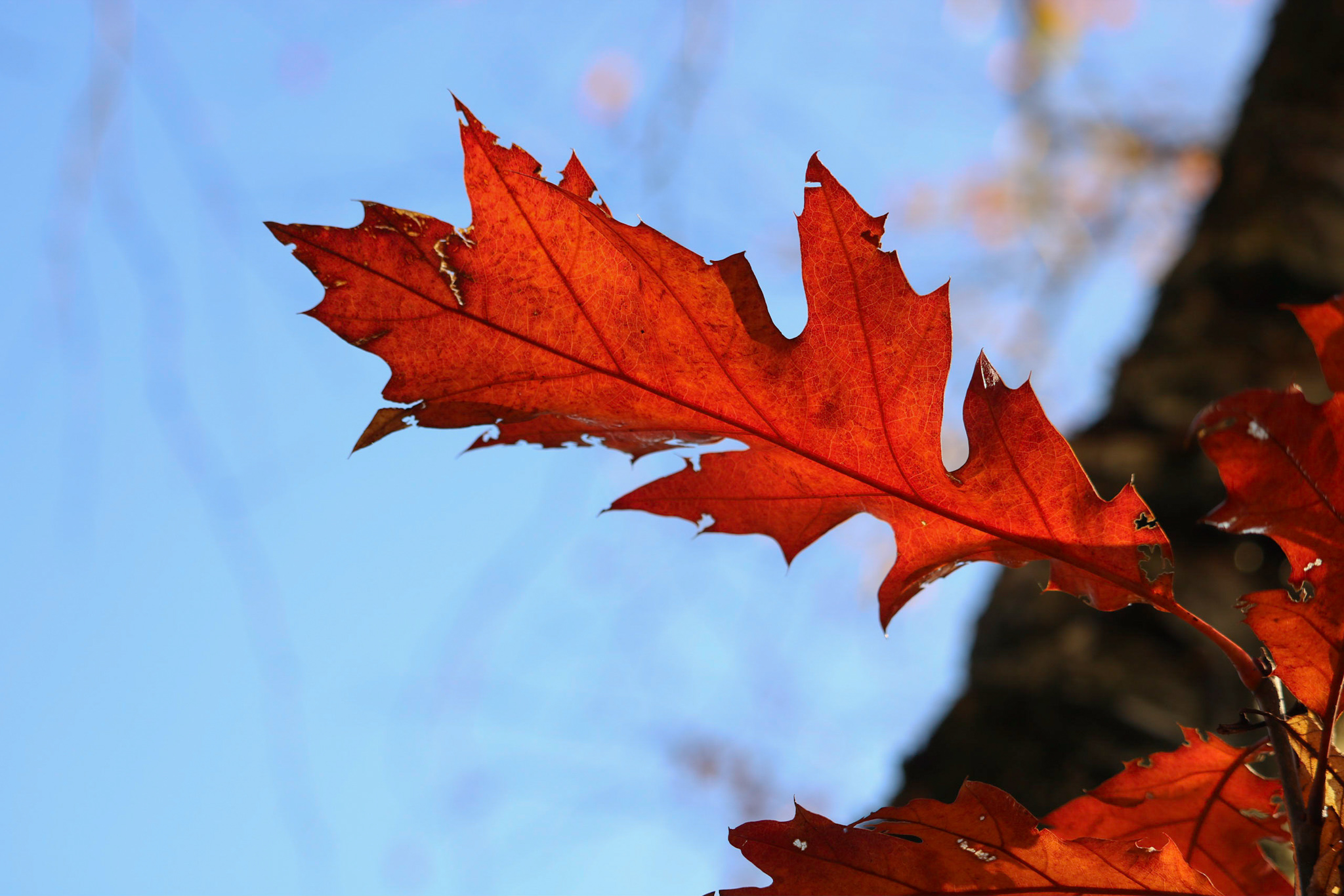 herfstbladeren-in-de-zon-1