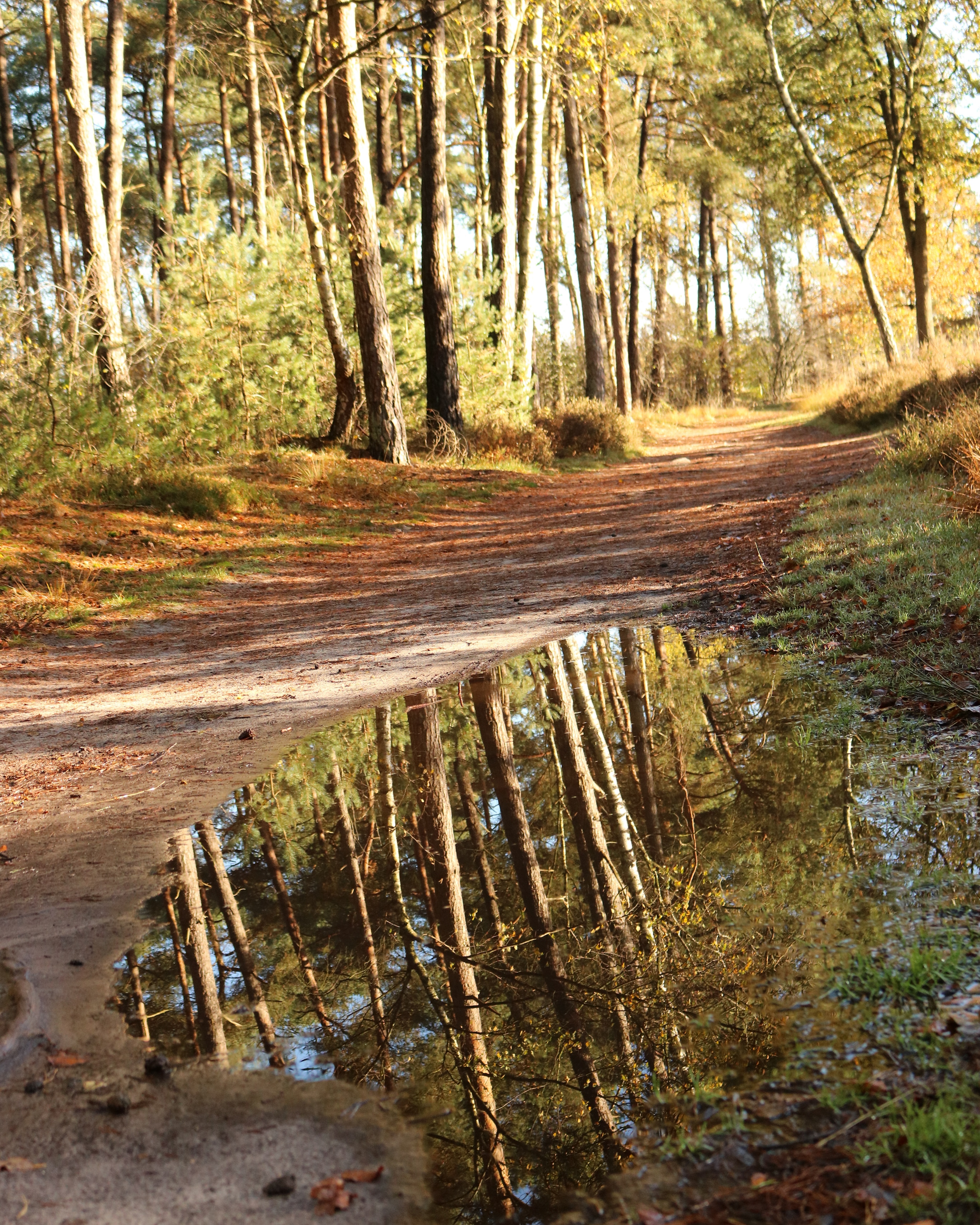weerspiegeling-in-het-bos