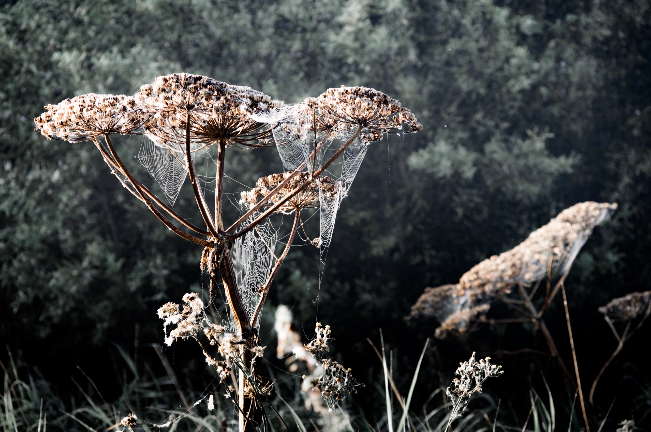 the-itsy-bitsy-spider