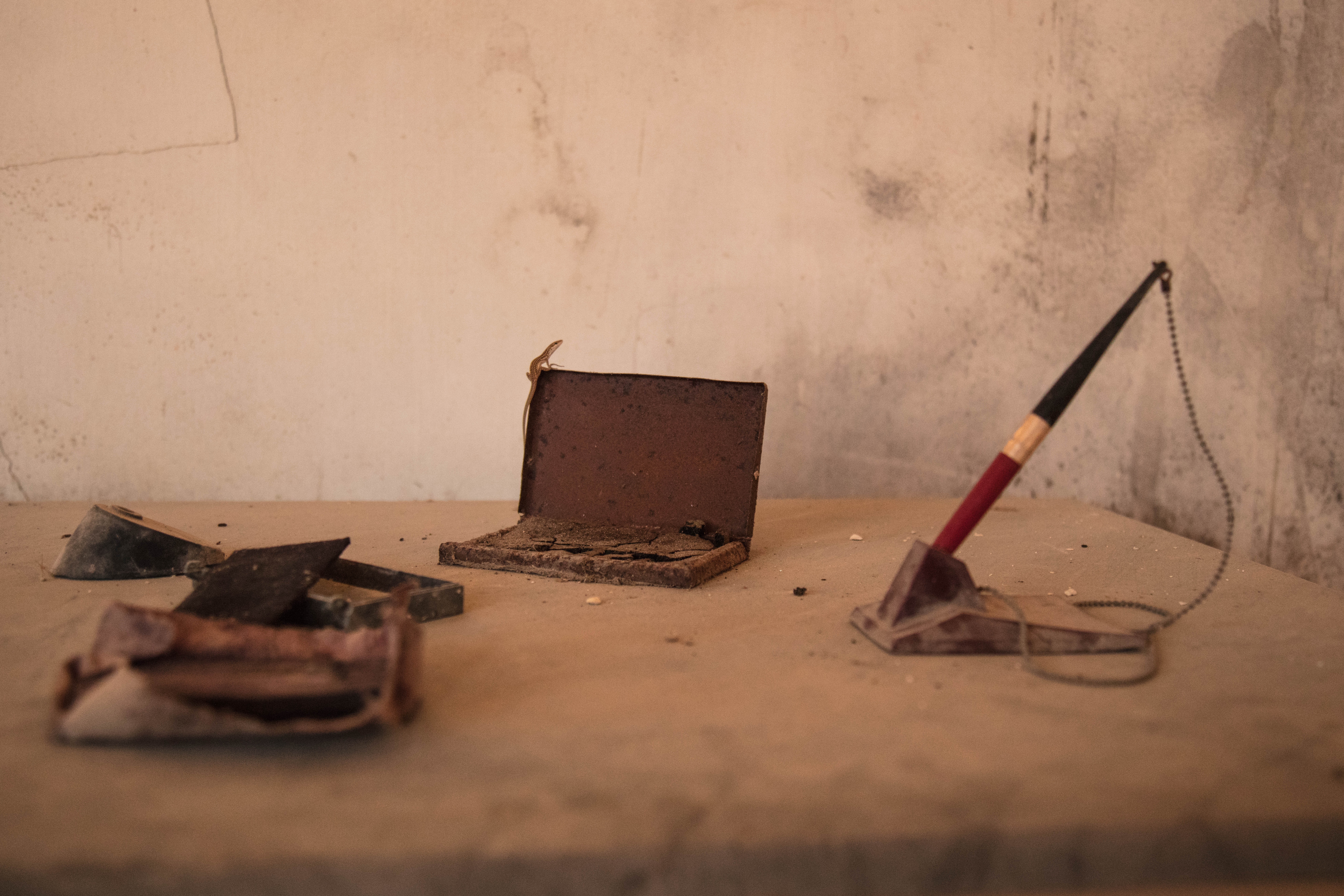 hagedis-in-de-giorgi